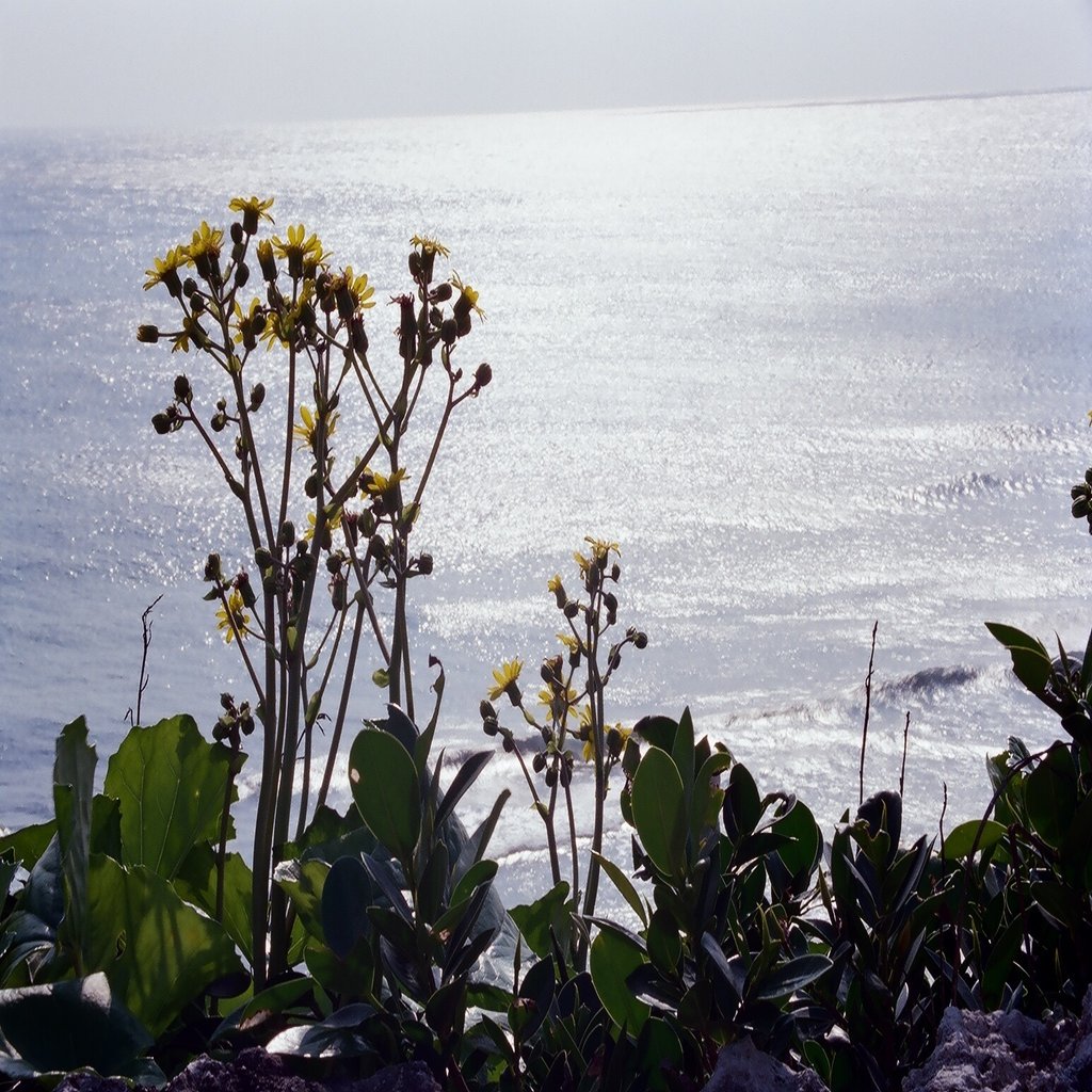 花 ではなく 海と花束 というテーマで作品をつくるとしたら Naoki Note