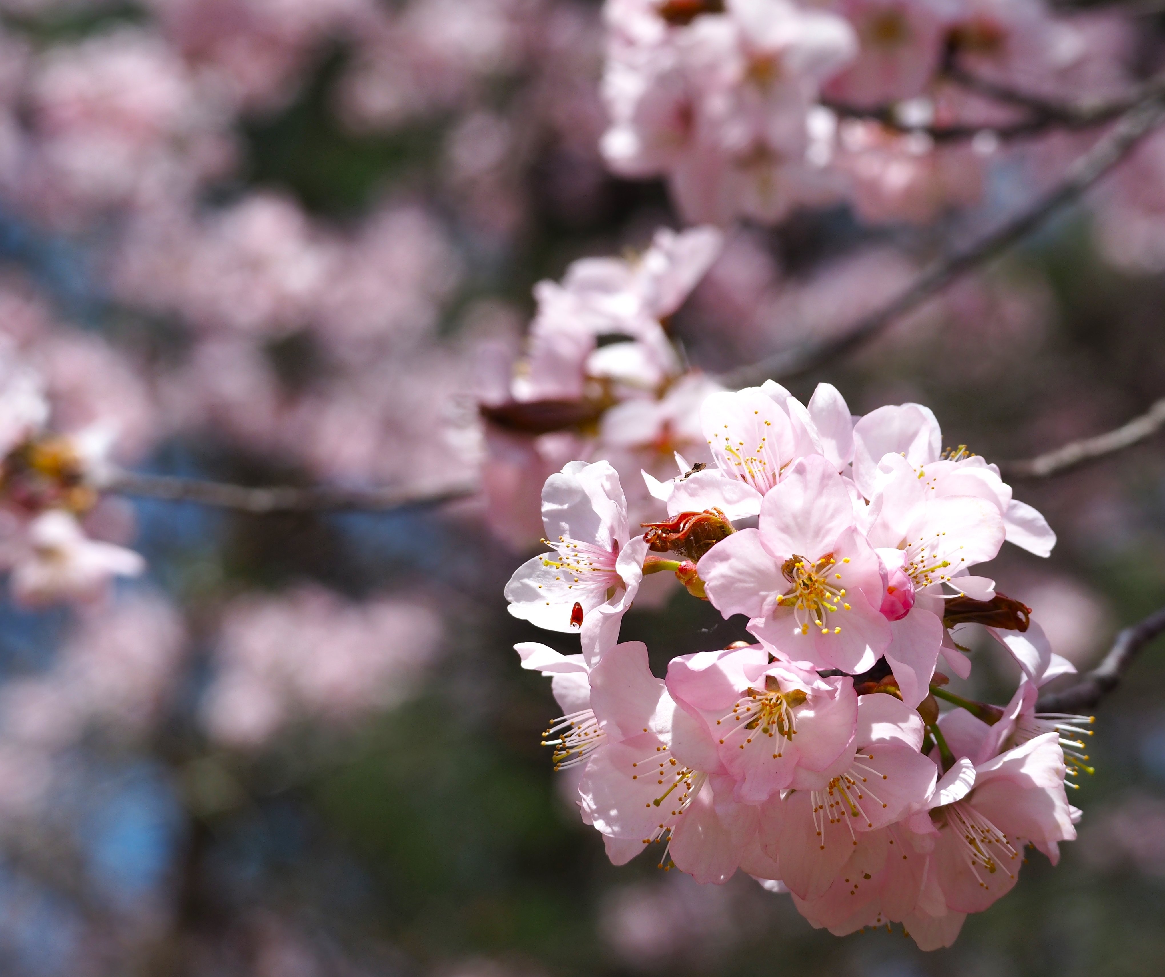 シマエナガと桜 じゃれねこ『3月⑦ 桜×シマエナガ』（シマエナガ特集｜株式会社