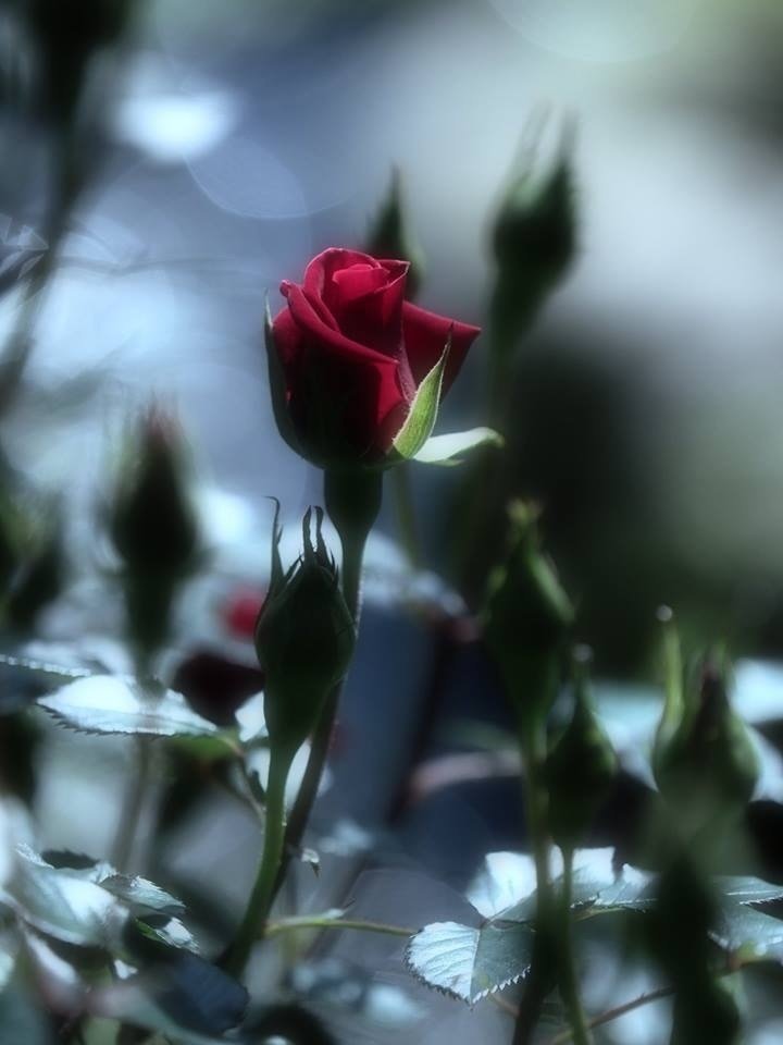 映えスポット紹介 オススメの薔薇園 Bun Bun Note