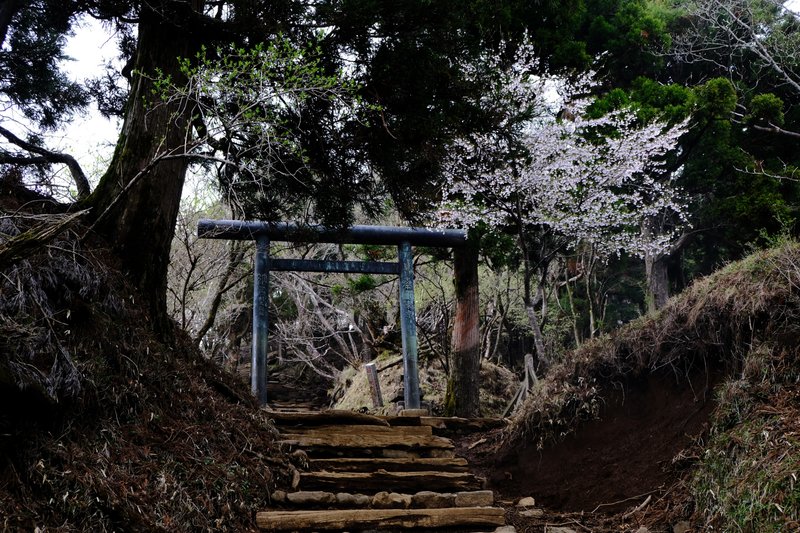 頂上を目前にした鳥居と桜。はじめての登山で大山はちょっとつらいとの話はあったが、ちょっとどころでなくつらかったはじめての登山の話。