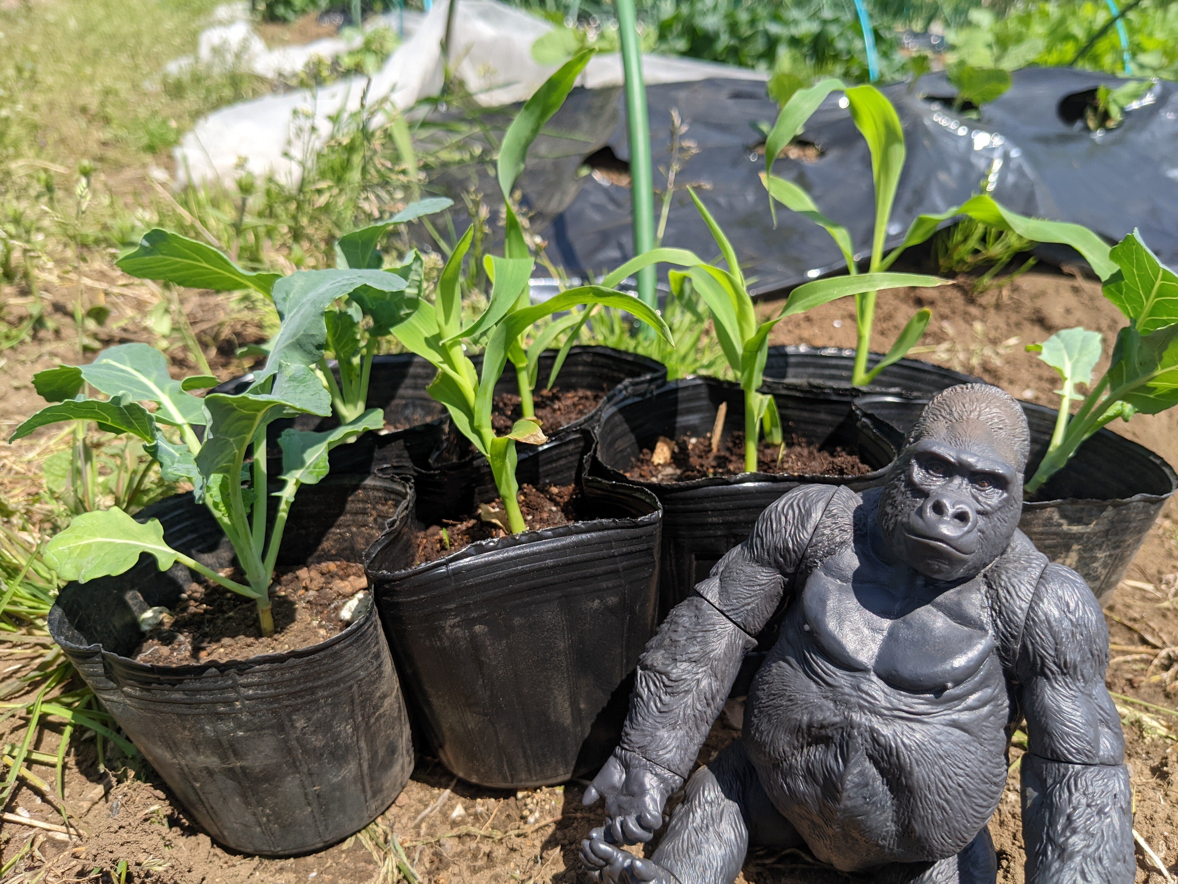 ゴリラ農園 不揃いな野菜編｜gorillaz555