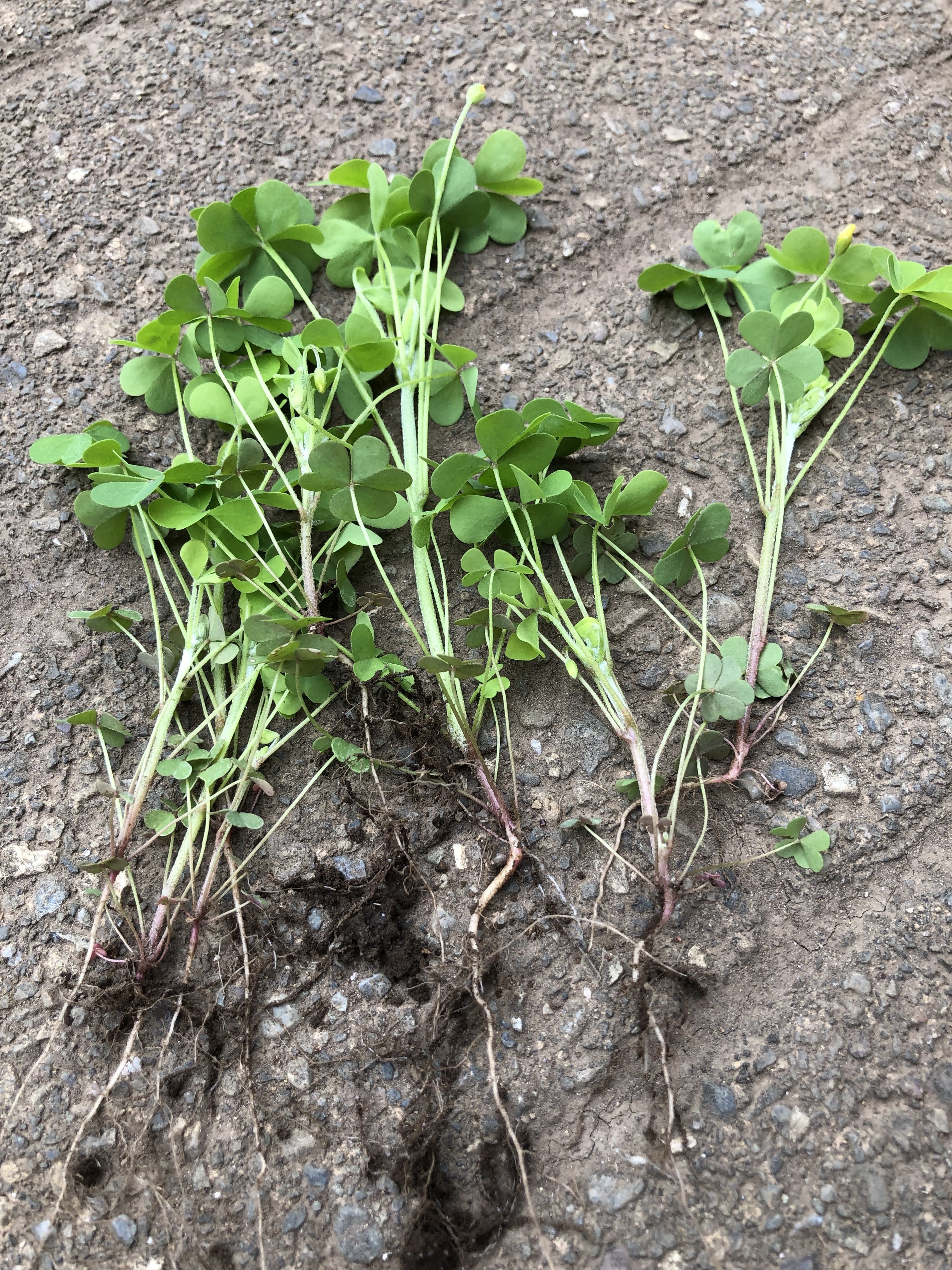 庭の草 カタバミ イモカタバミ ムラサキカタバミ Namiko Note