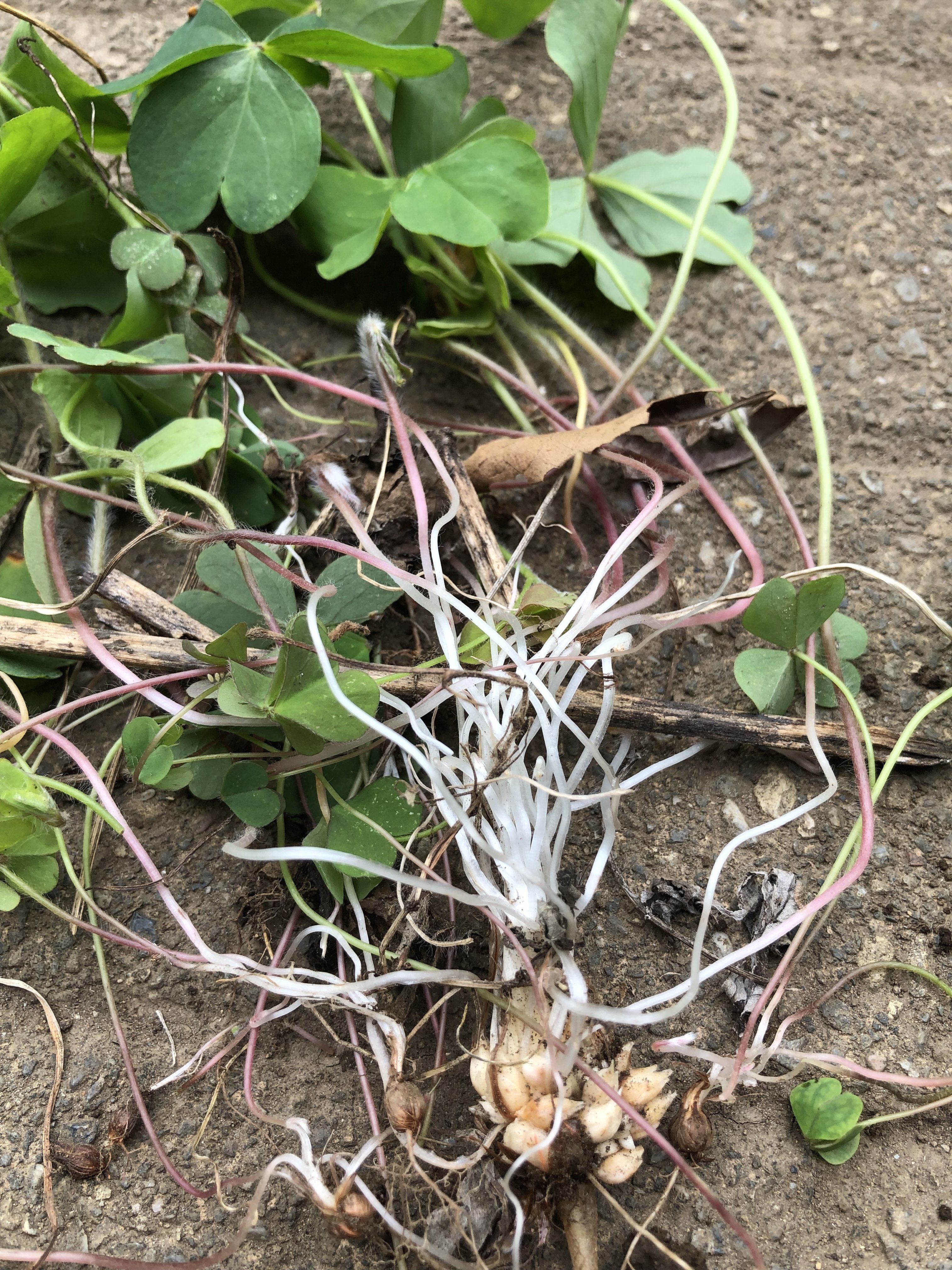 庭の草 カタバミ イモカタバミ ムラサキカタバミ Namiko Note