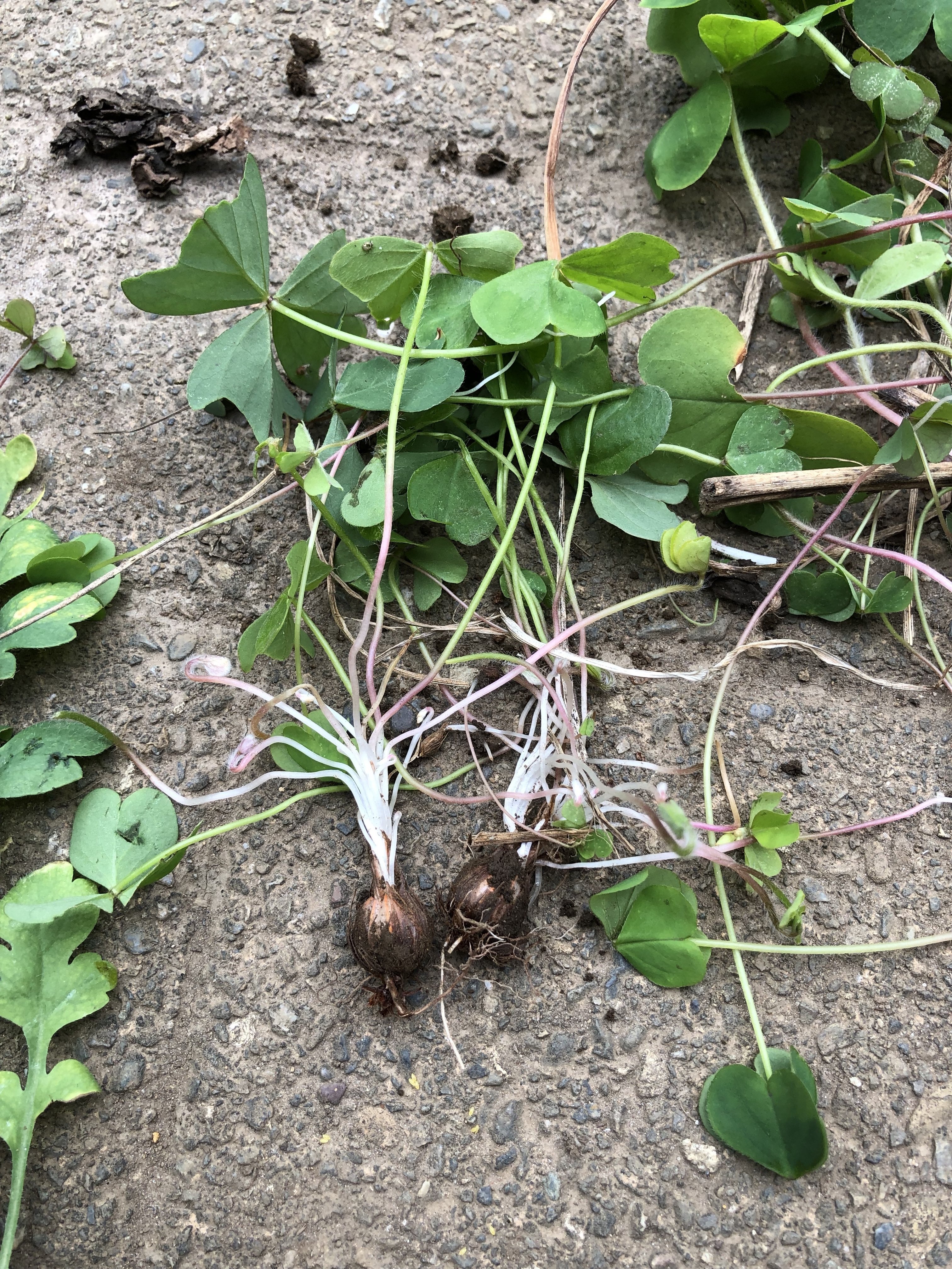 庭の草 カタバミ イモカタバミ ムラサキカタバミ Namiko Note