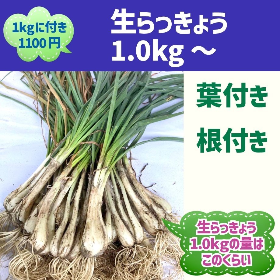 血液力をつける らっきょう の秘密 お塩ちゃんねる通信 代表 笹谷達朗 Note 血液力をつける らっきょう の秘密 お塩ちゃんねる通信 代表 笹谷達朗 Note