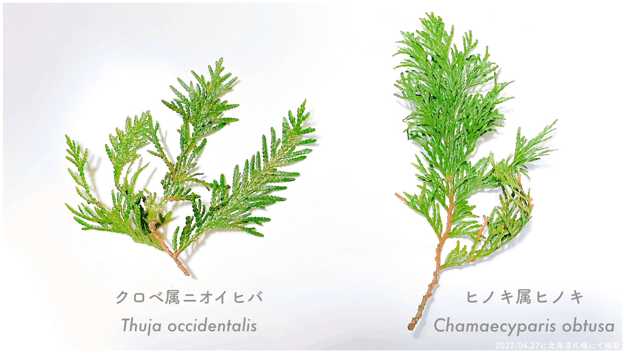 北海道にヒノキは生えている 生えていない エフゲニーマエダ 平成林業 Note 北海道にヒノキは生えている 生えていない エフゲニーマエダ 平成林業 Note