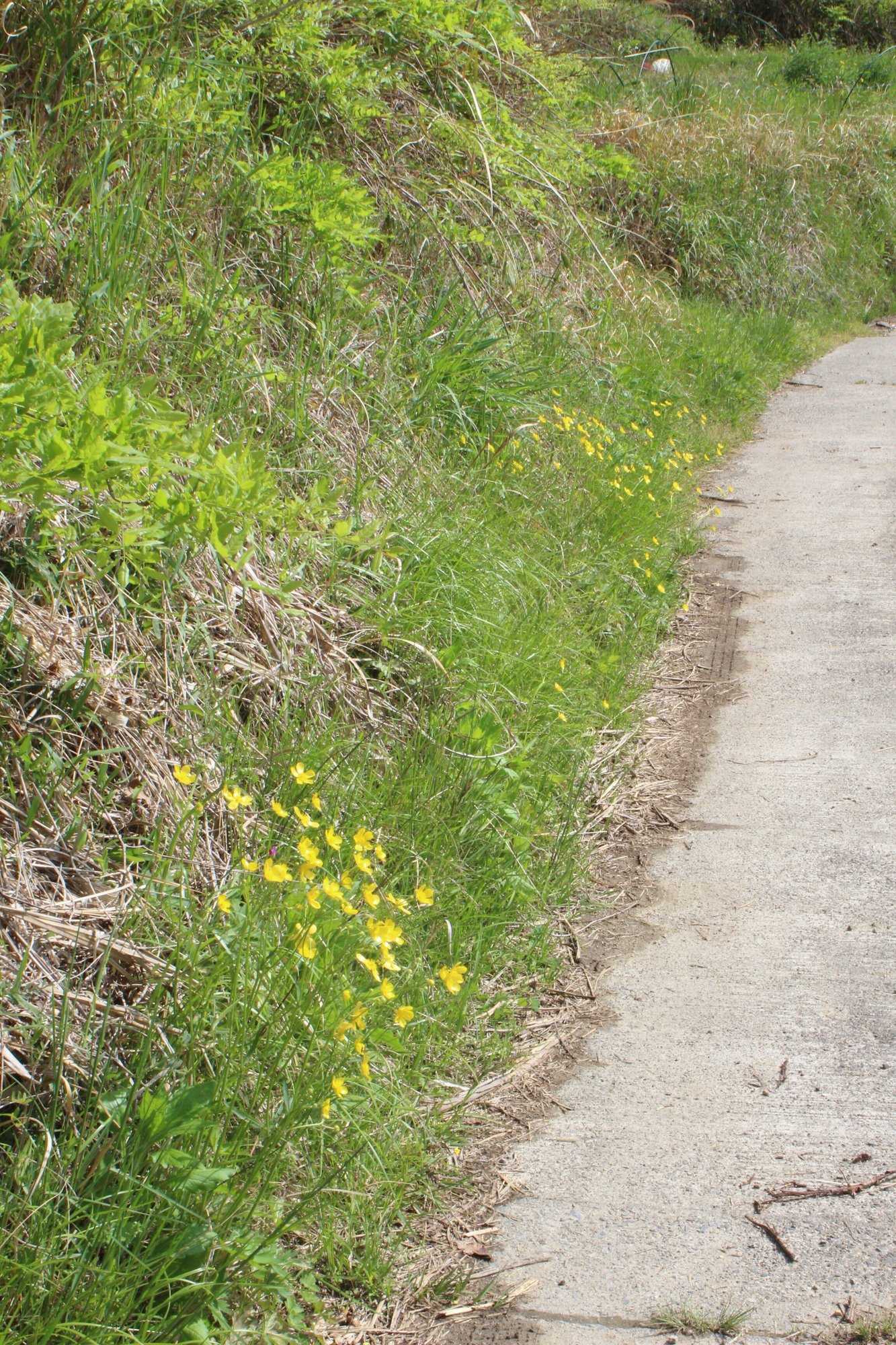 ウマノアシガタとキツネノボタン あおはくたき Note ウマノアシガタとキツネノボタン あおはくたき Note