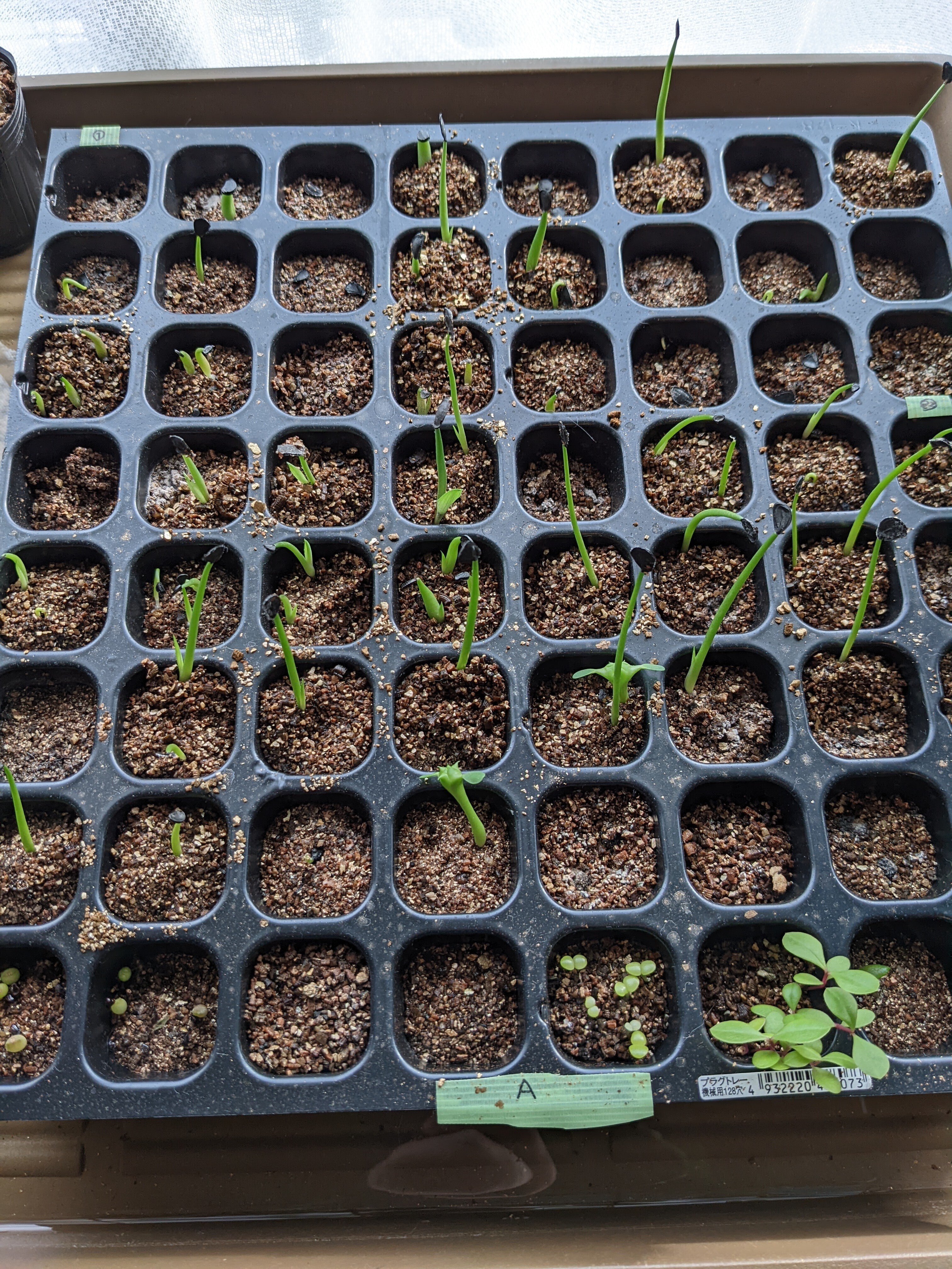 冷蔵庫で保存した大量のアガベの種子を播種した結果！！｜うめすけ