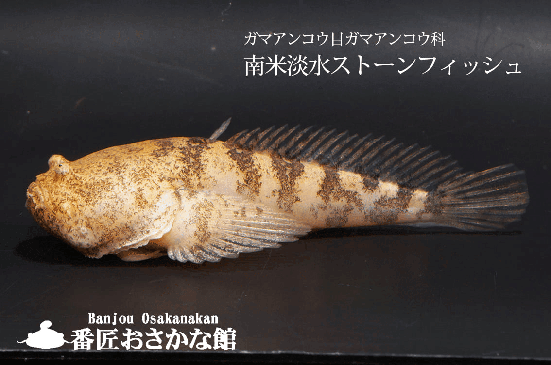 ホントに!?海にいそうな魚たち」展、終わる前に見つけにきてね（番匠