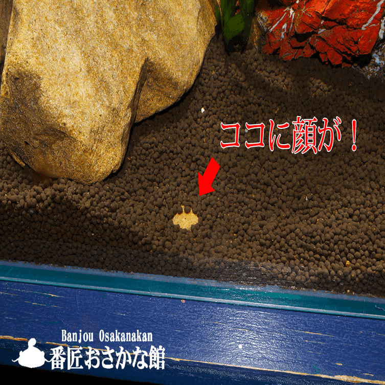 ホントに 海にいそうな魚たち 展 終わる前に見つけにきてね 番匠おさかな館 道の駅やよい 公式note Note