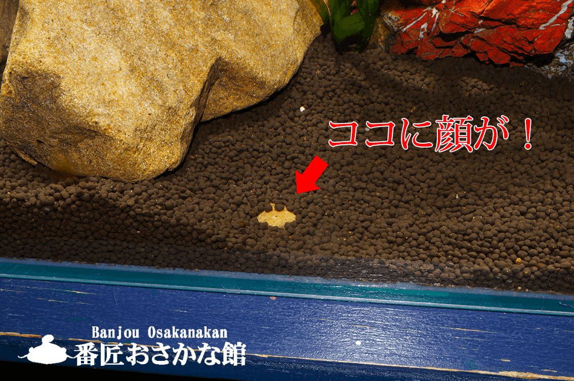 ホントに 海にいそうな魚たち 展 終わる前に見つけにきてね 番匠おさかな館 道の駅やよい 公式note Note ホントに 海にいそうな魚たち 展 終わる前に見つけにきてね 番匠おさかな館 道の駅やよい 公式note Note