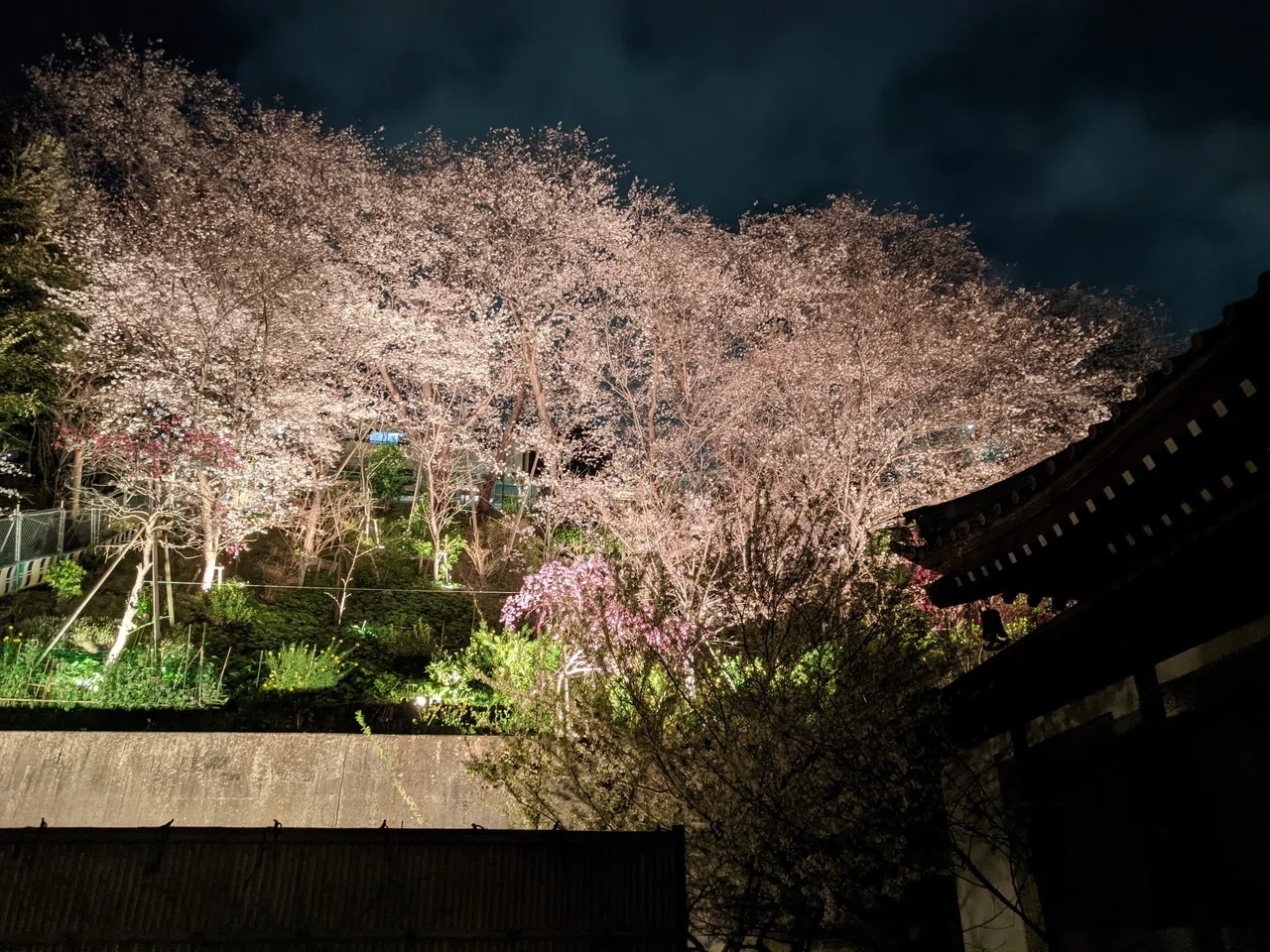 大田区 池上 養源寺の夜桜ライトアップ（2022.3.30）｜霜月仲冬