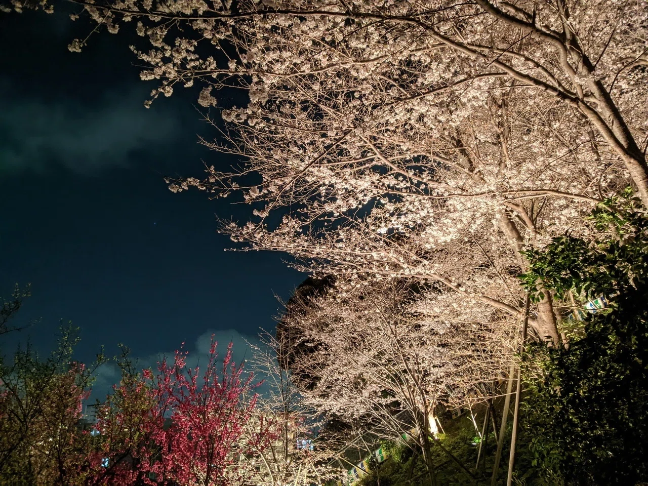 大田区 池上 養源寺の夜桜ライトアップ（2022.3.30）｜霜月仲冬
