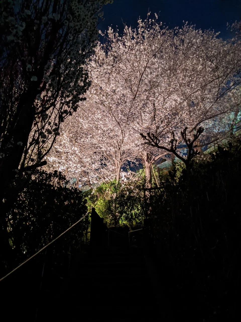 大田区 池上 養源寺の夜桜ライトアップ（2022.3.30）｜霜月仲冬