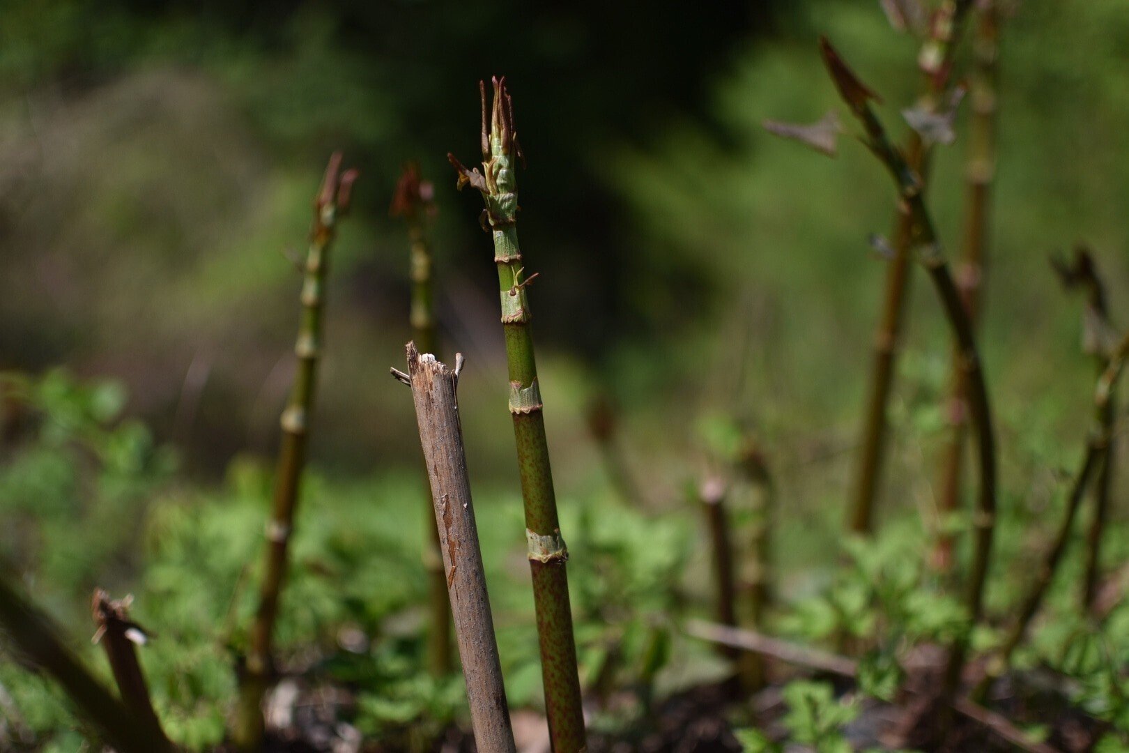 イタドリのけだしは慎重にしっかりと Yobishi Note イタドリのけだしは慎重にしっかりと Yobishi Note