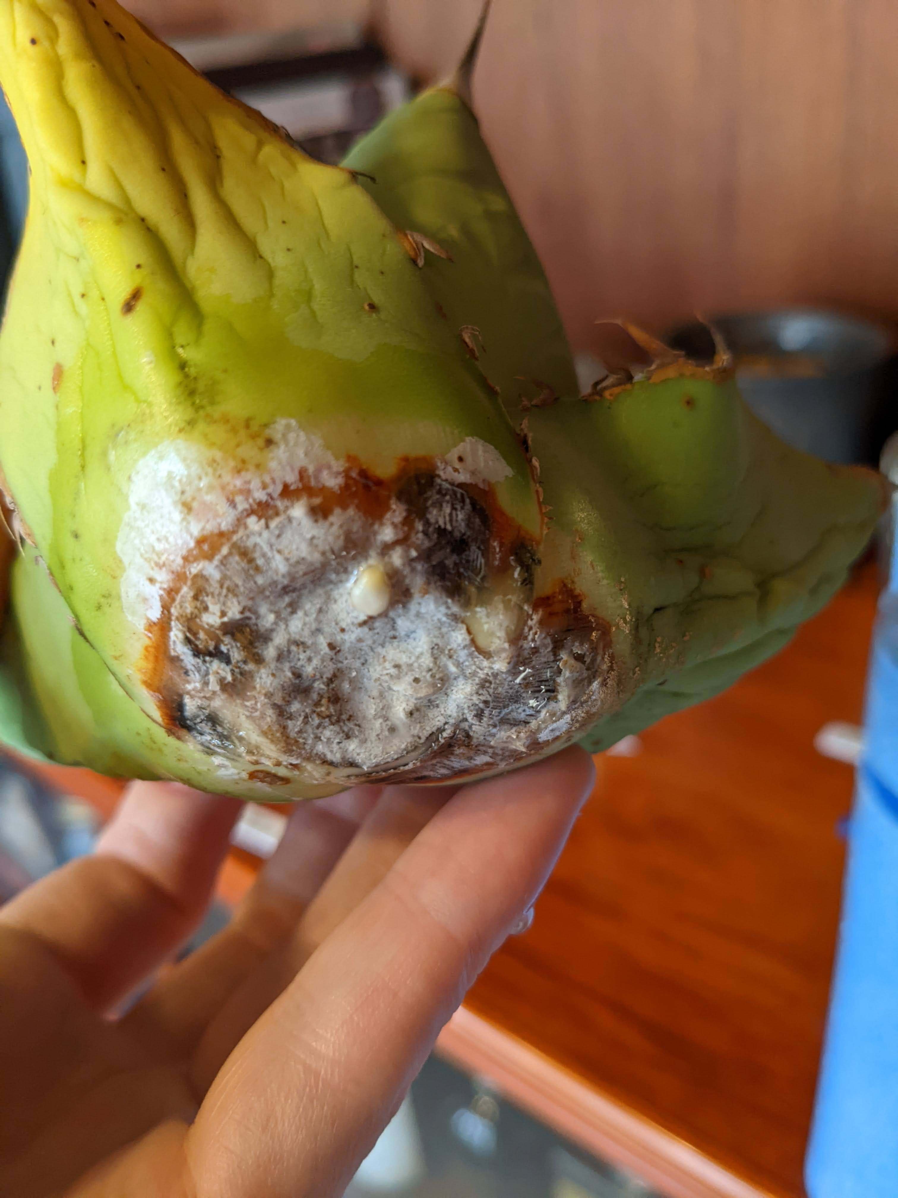 随時更新】根無しアガベの発根チャレンジ。（ベアルート・根無し子株