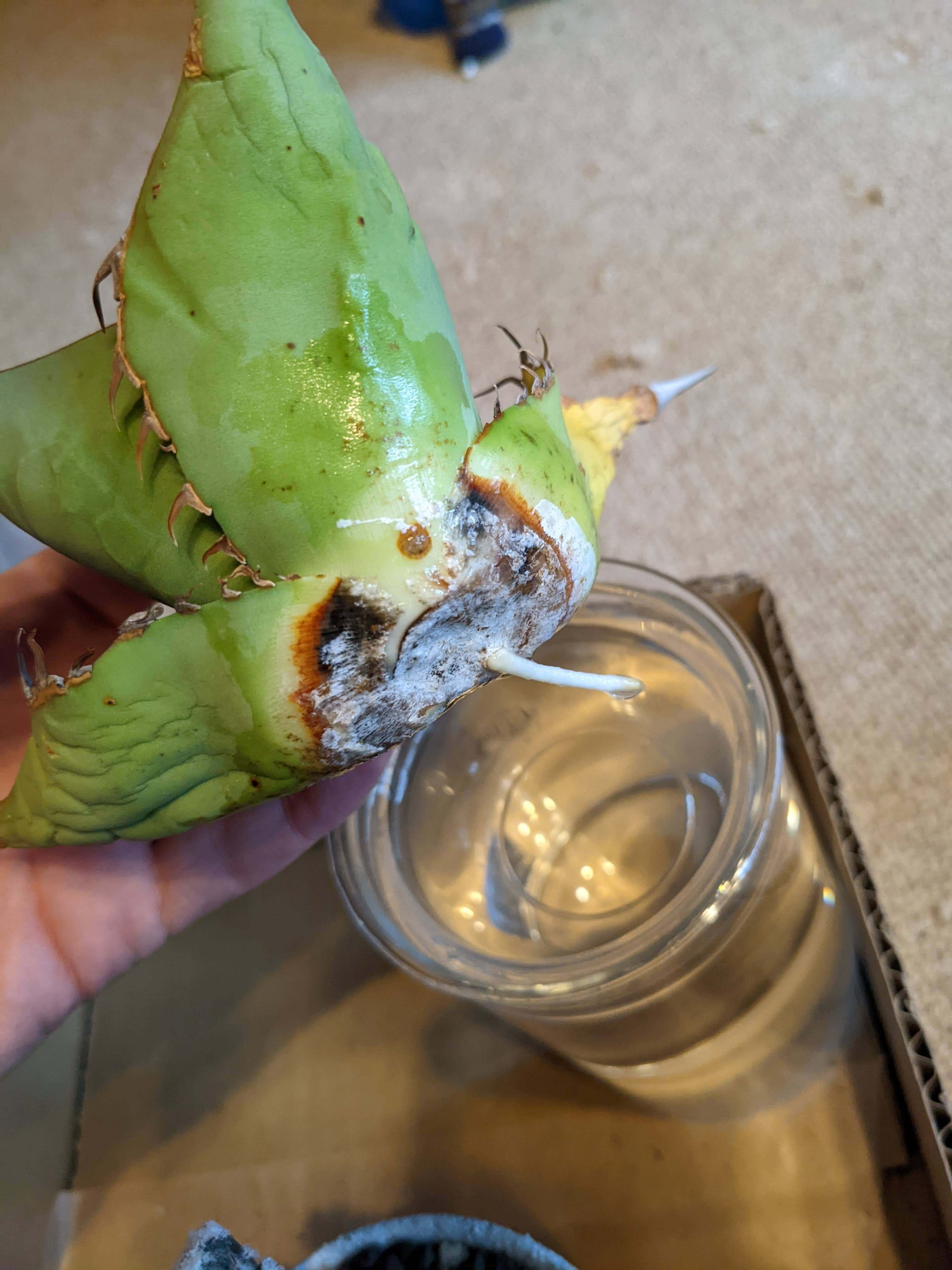 随時更新】根無しアガベの発根チャレンジ。（ベアルート・根無し子株