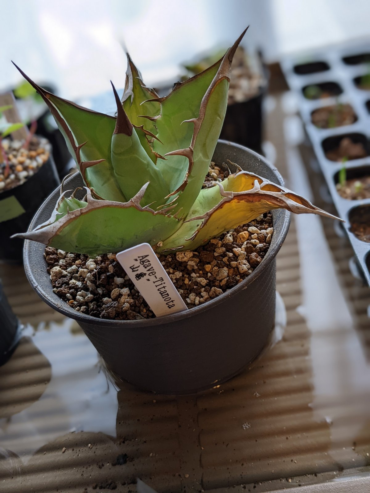 アガベ ハデス胴切り天 コンパクトタイプ（発根済） （胴切り株 成長  