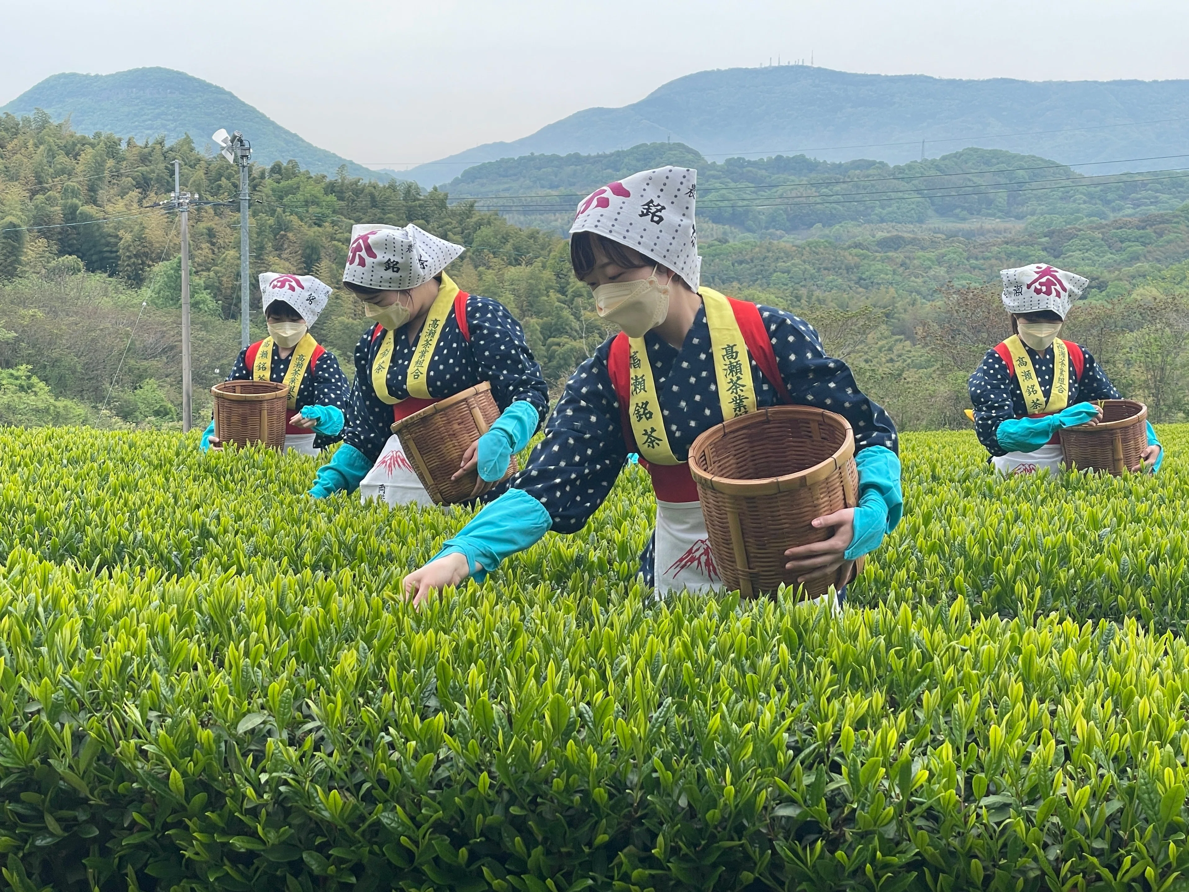 高茶屋 高瀬茶の一番茶の収穫が始まっています！ボランティアも募集中！｜週刊