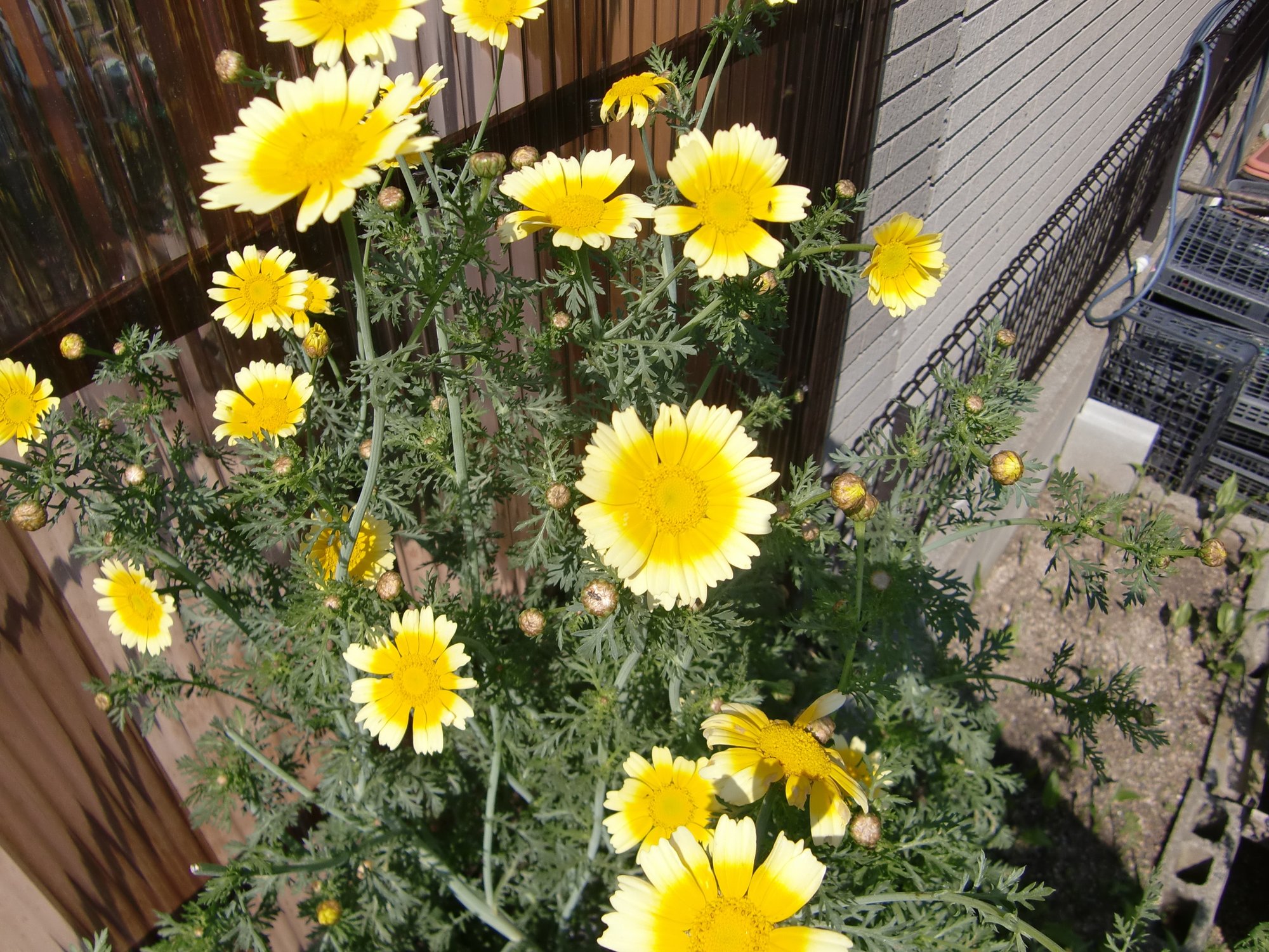 春菊の花 はっぴーそら Happysora Note 春菊の花 はっぴーそら Happysora Note