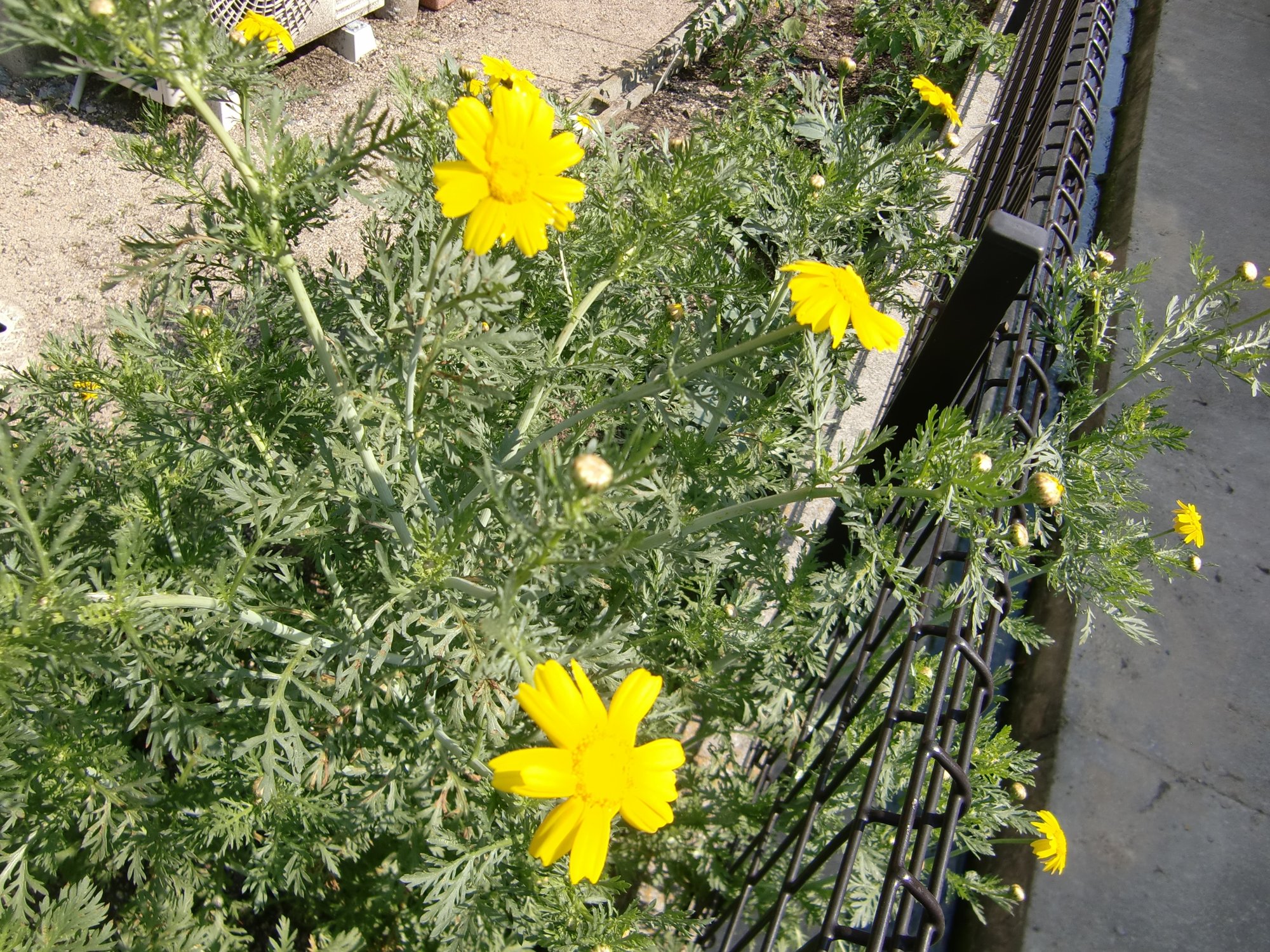 春菊の花 はっぴーそら Happysora Note 春菊の花 はっぴーそら Happysora Note