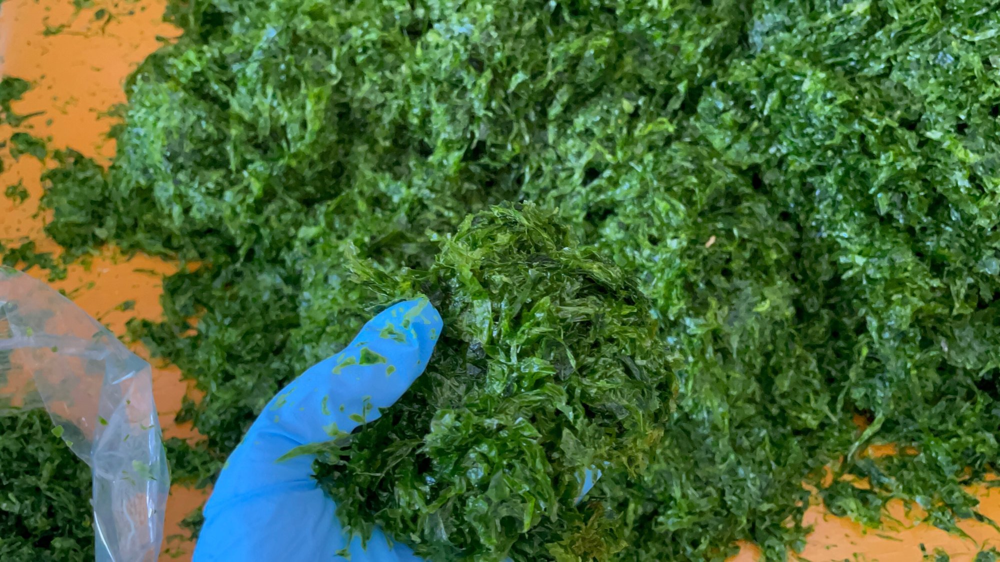 あおさ漁に潜入 激しい あおさしぶき を浴びる収穫から 出荷までの流れを体験 おがたきりこ 旅するフリーライター Note あおさ漁に潜入 激しい あおさしぶき を浴びる収穫から 出荷までの流れを体験 おがたきりこ 旅するフリーライター Note