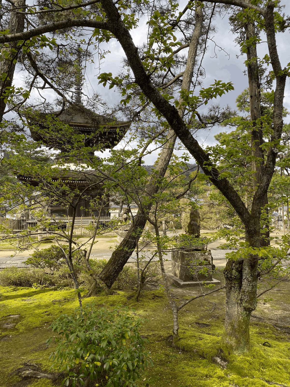 【中古】 天の橋立青春伝 丹後・宮津の自由民権/まろうど社/吉村康 宮津市観光交流センター【アソビュー！】