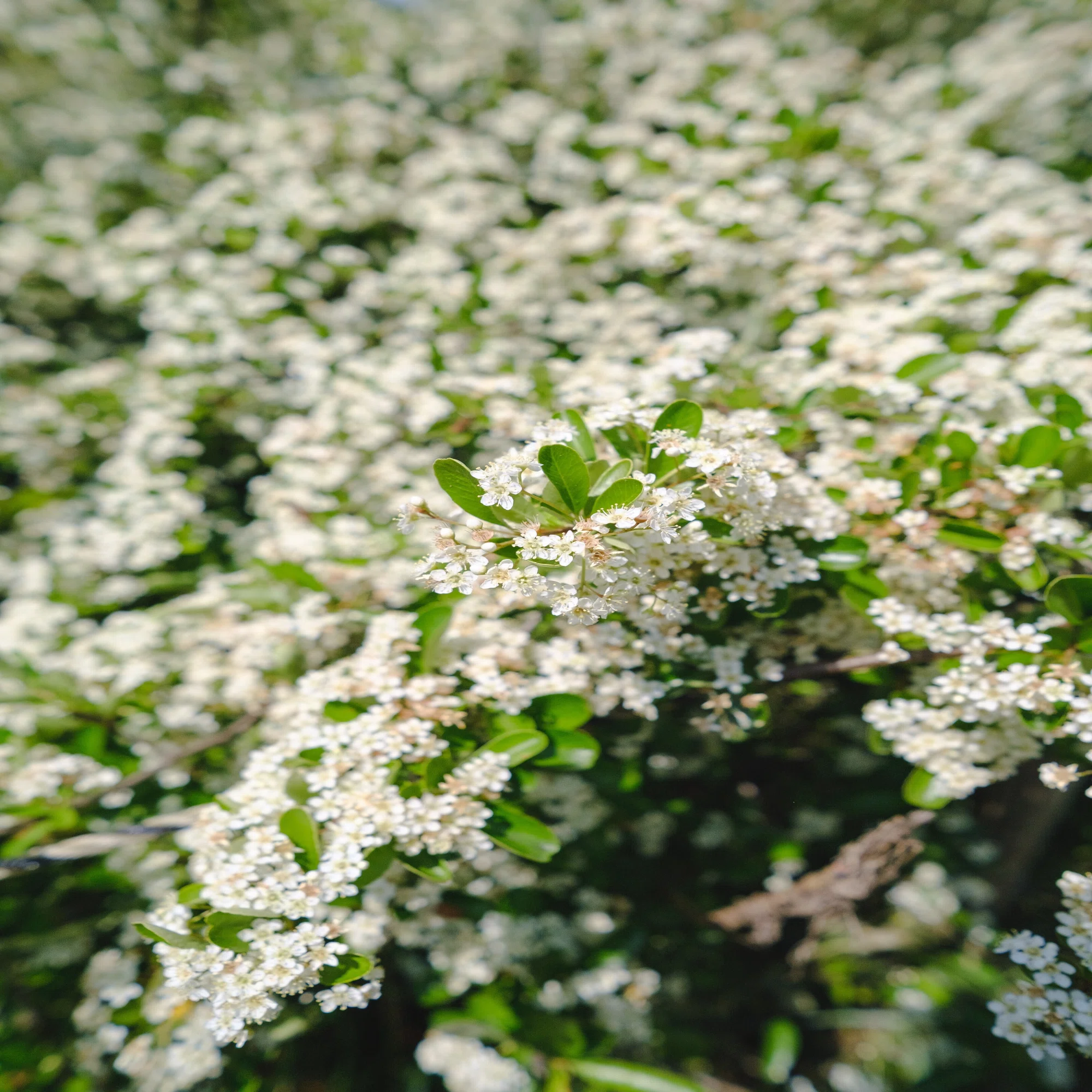 超広角単焦点レンズ VILTROX AF 13mm F1.4（Xマウント）で撮影｜tomo