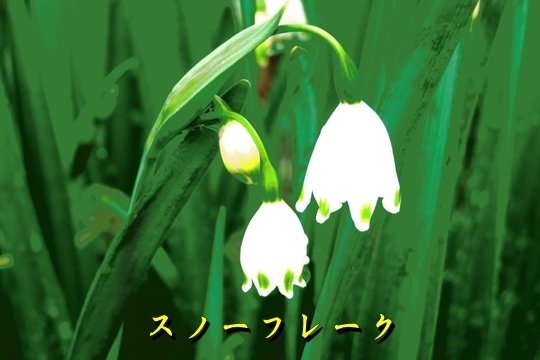 鈴蘭水仙 の新着タグ記事一覧 Note つくる つながる とどける 鈴蘭水仙 の新着タグ記事一覧 Note つくる つながる とどける