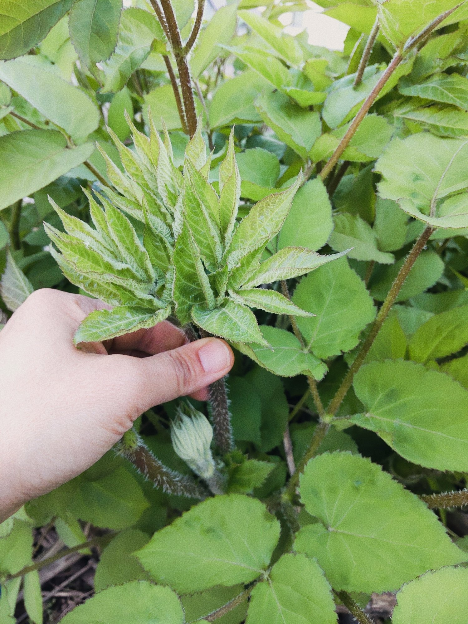 gwにあえての節約料理 タンポポとウドの天ぷら 山田スイッチ Note gwにあえての節約料理 タンポポとウドの天ぷら 山田スイッチ Note