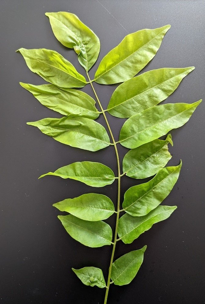 互生,対生】【鋸歯,全縁】【単葉,複葉】の違い（葉っぱを見分ける編