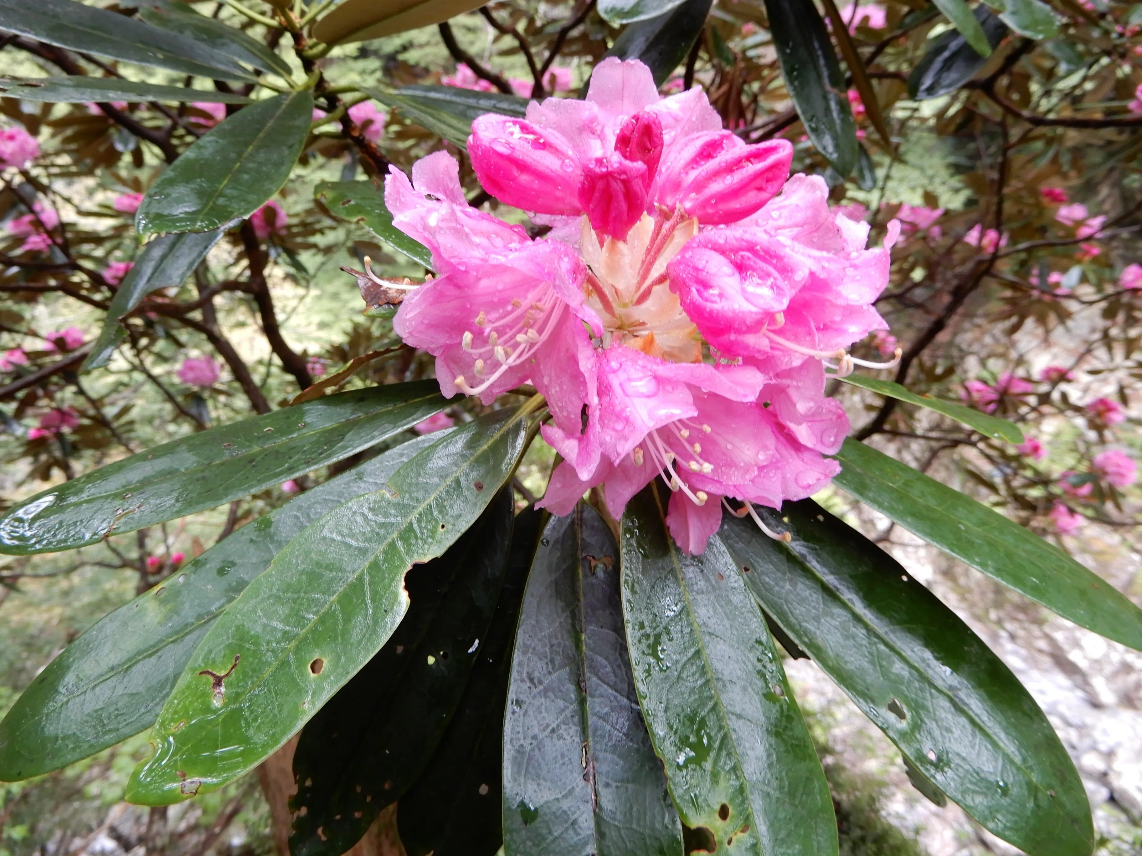 大杉谷のお花｜大杉谷登山センター
