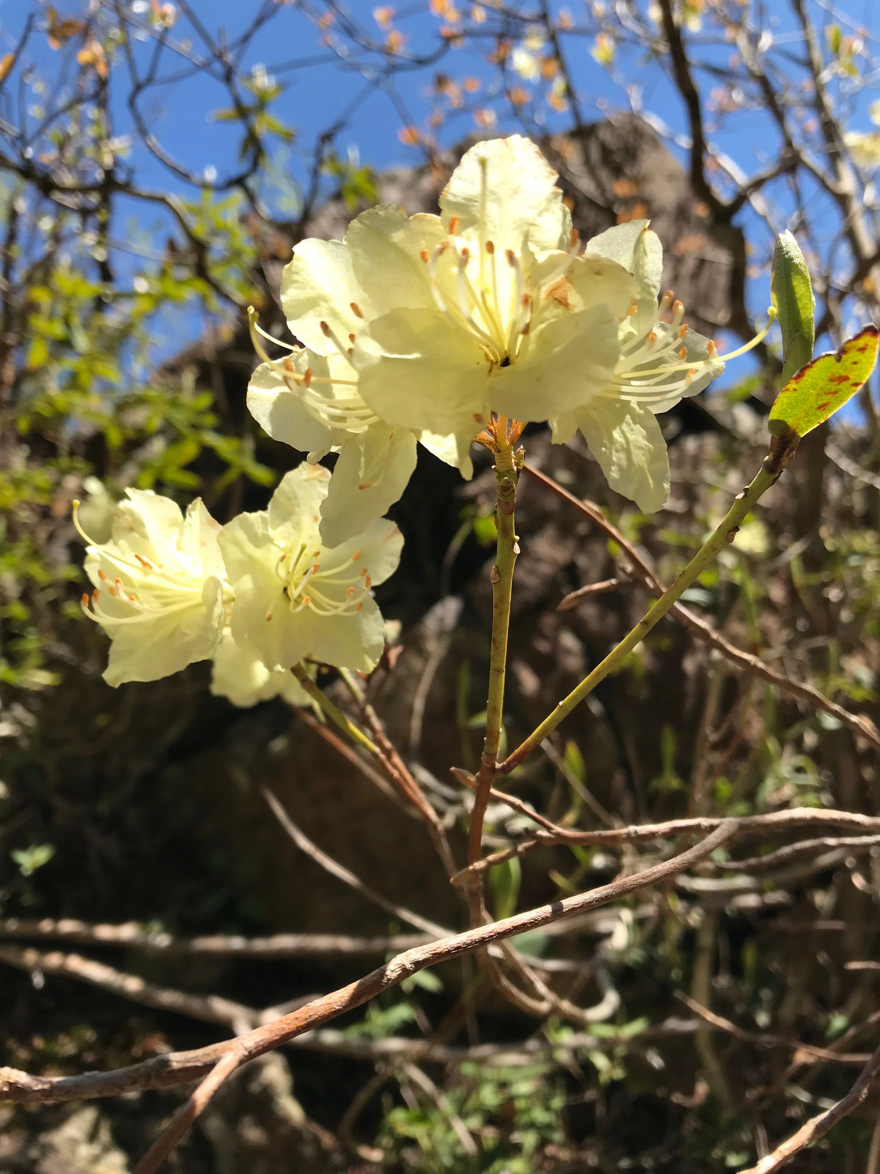 大杉谷のお花｜大杉谷登山センター