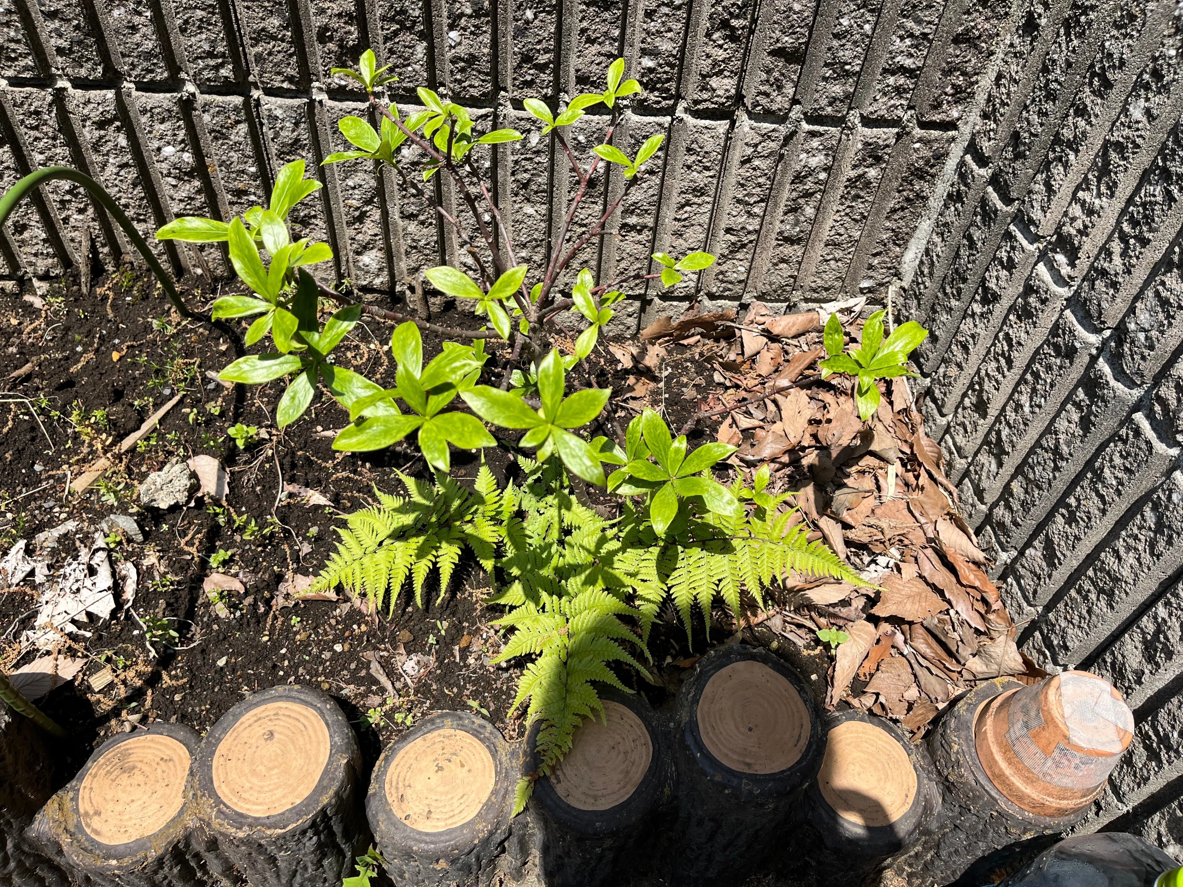 庭の植物 南天 沈丁花 ぶどう 杉 22 5 4 Nakada Shugo Note