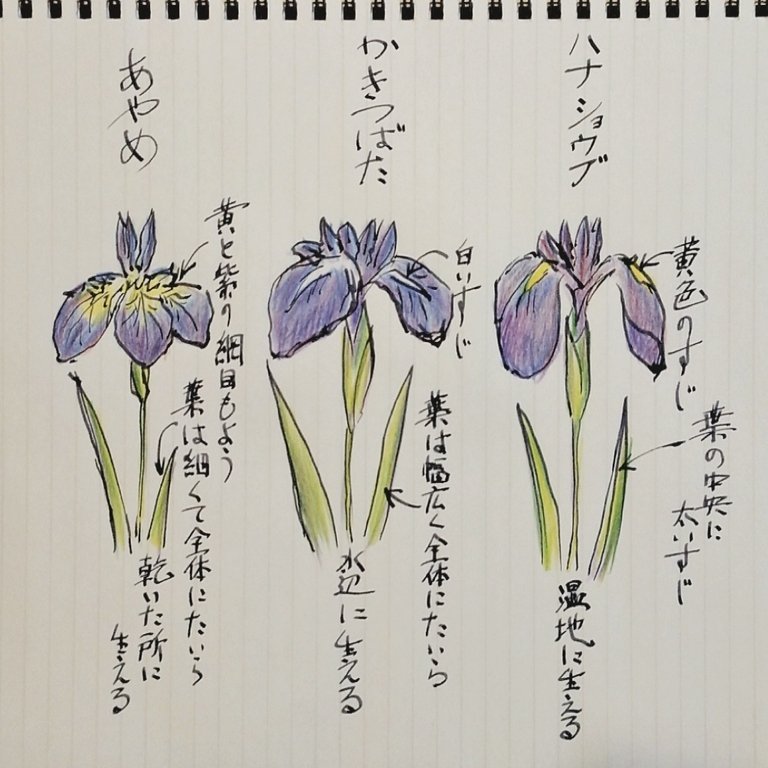 あやめ かきつばた しょうぶ 見分け方 せきぞう Note