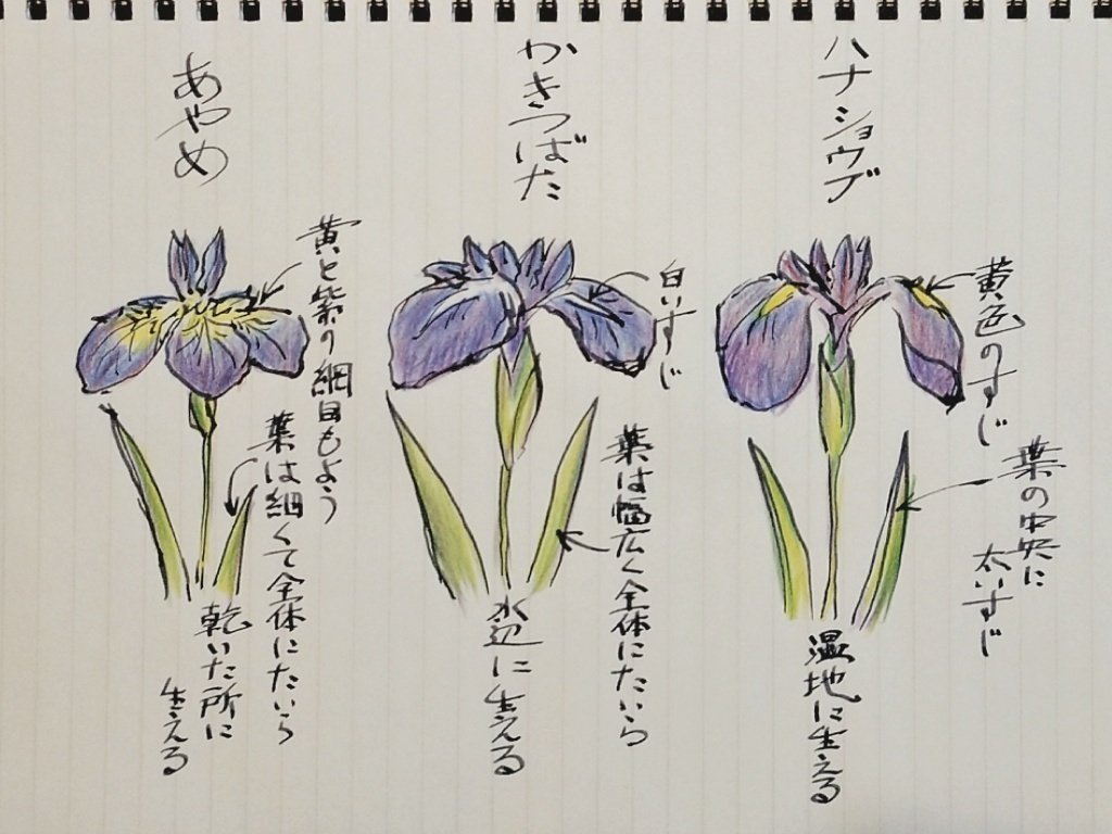 あやめ かきつばた しょうぶ 見分け方 せきぞう Note あやめ かきつばた しょうぶ 見分け方 せきぞう Note