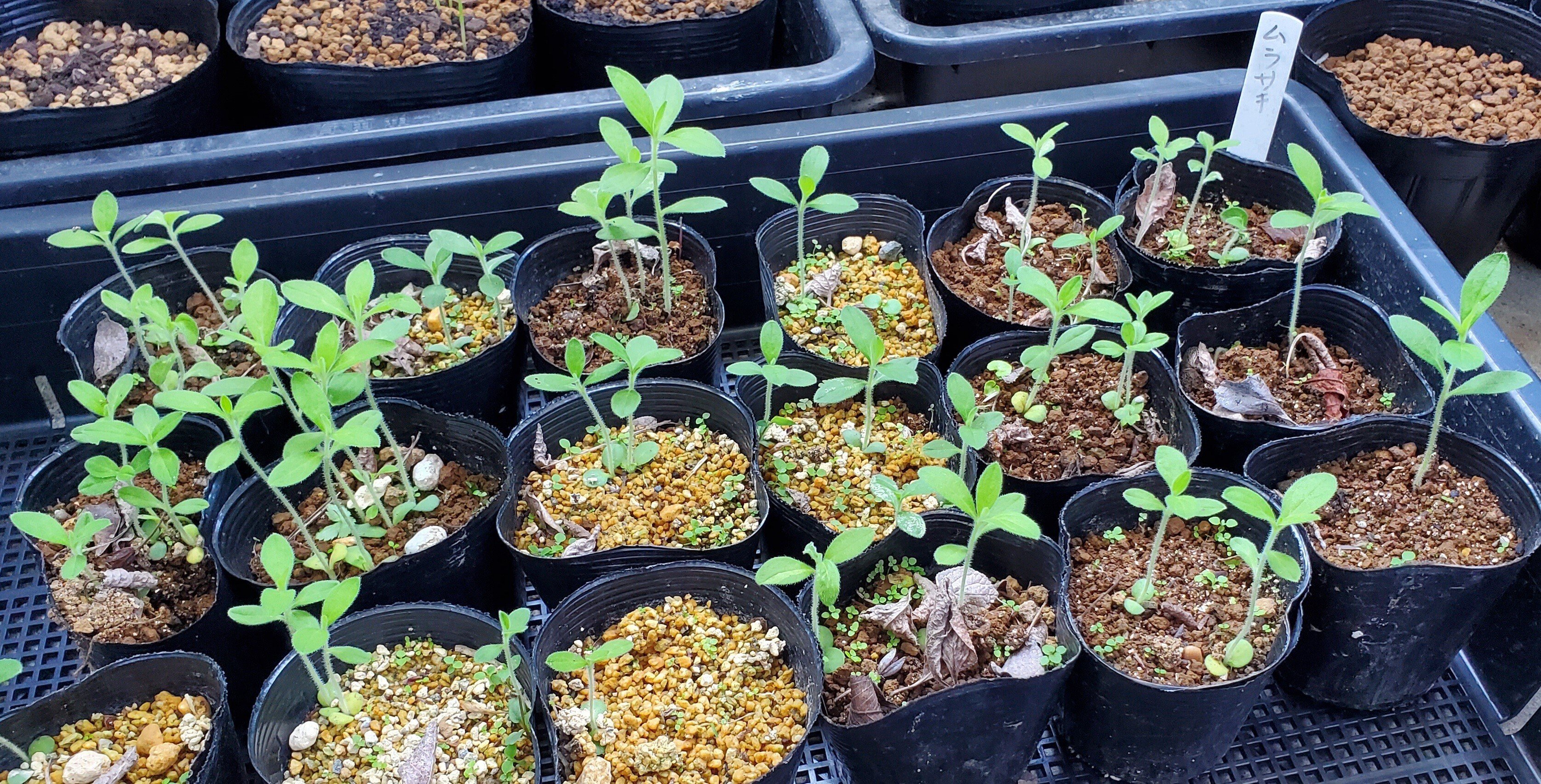 材料】紫草（日本ムラサキ）｜Technè古典へのアクセス