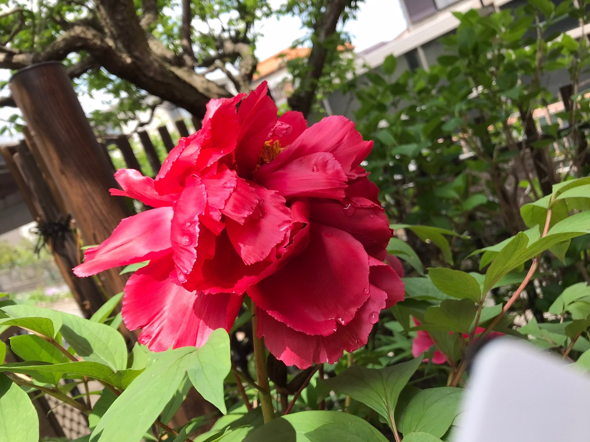 俳句幼稚園 53 季語 牡丹 推敲句 西野圭果 Note