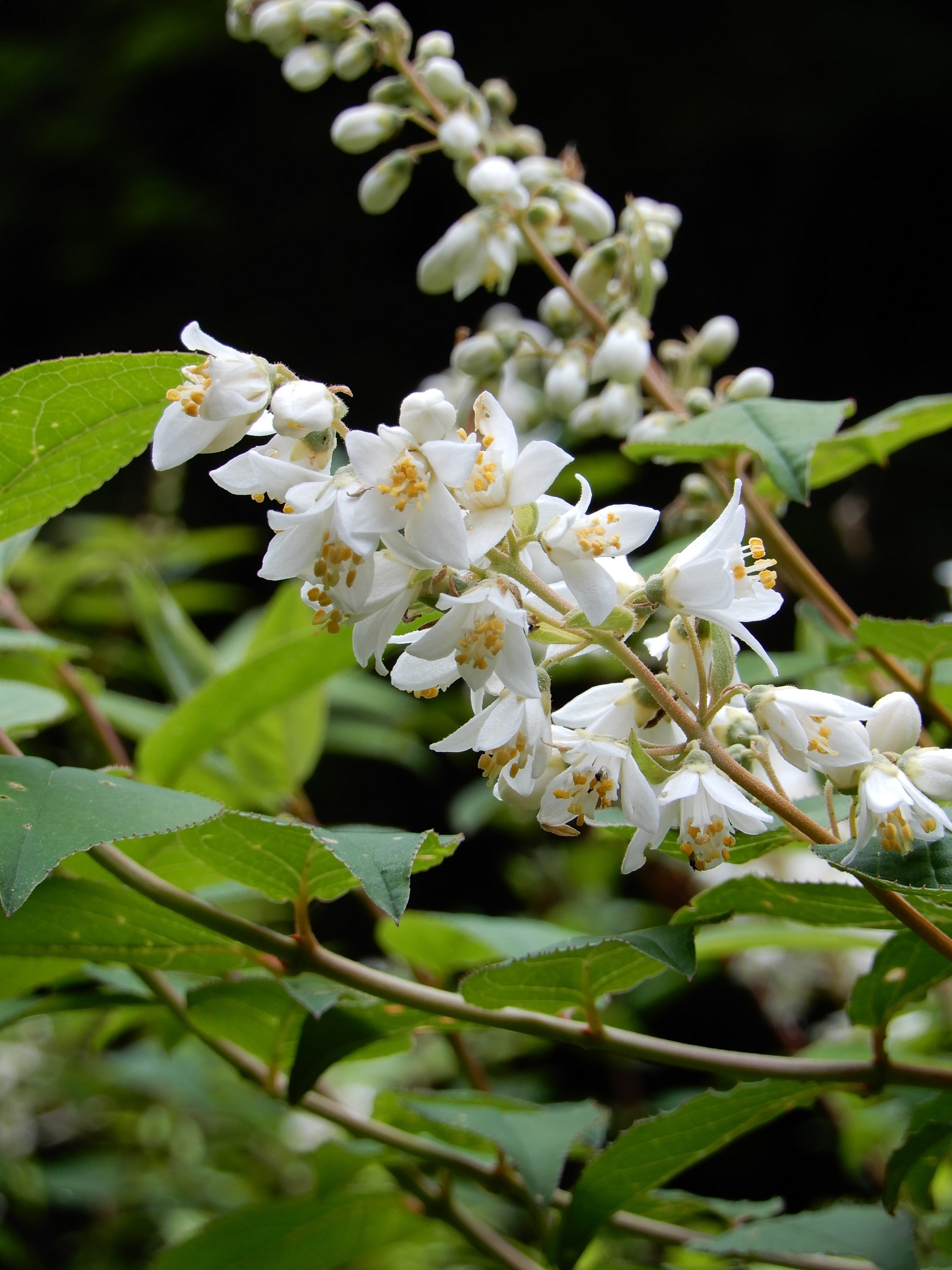 大杉谷のお花｜大杉谷登山センター