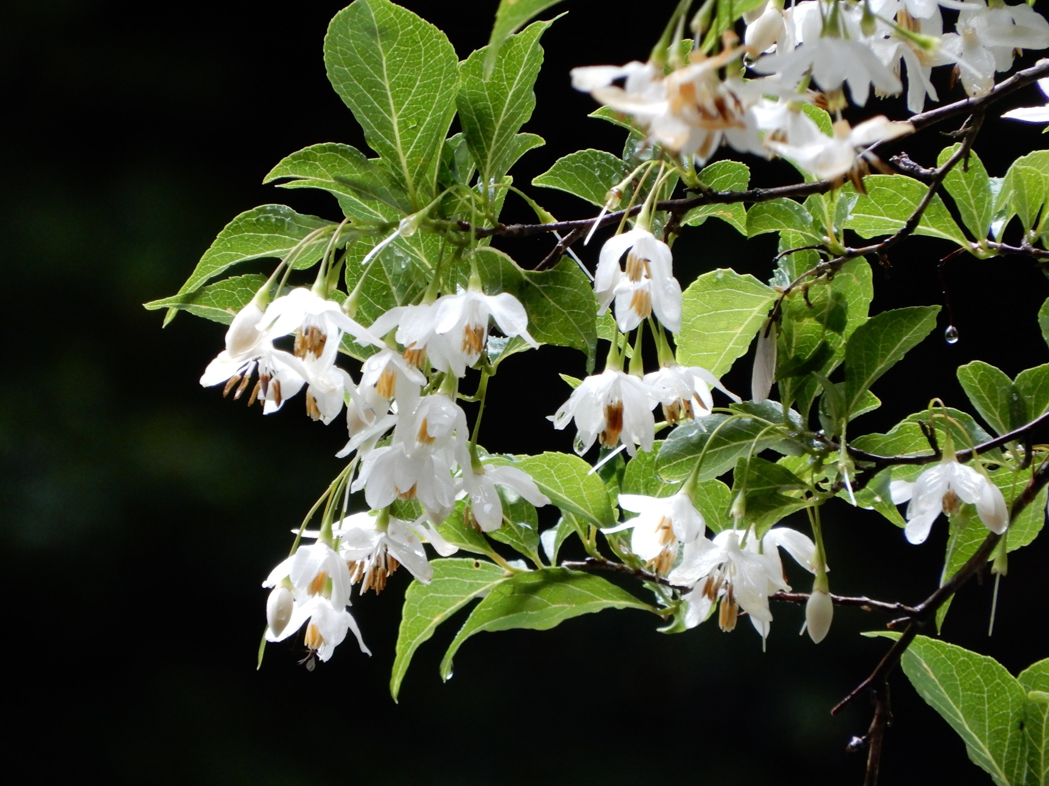 大杉谷のお花｜大杉谷登山センター