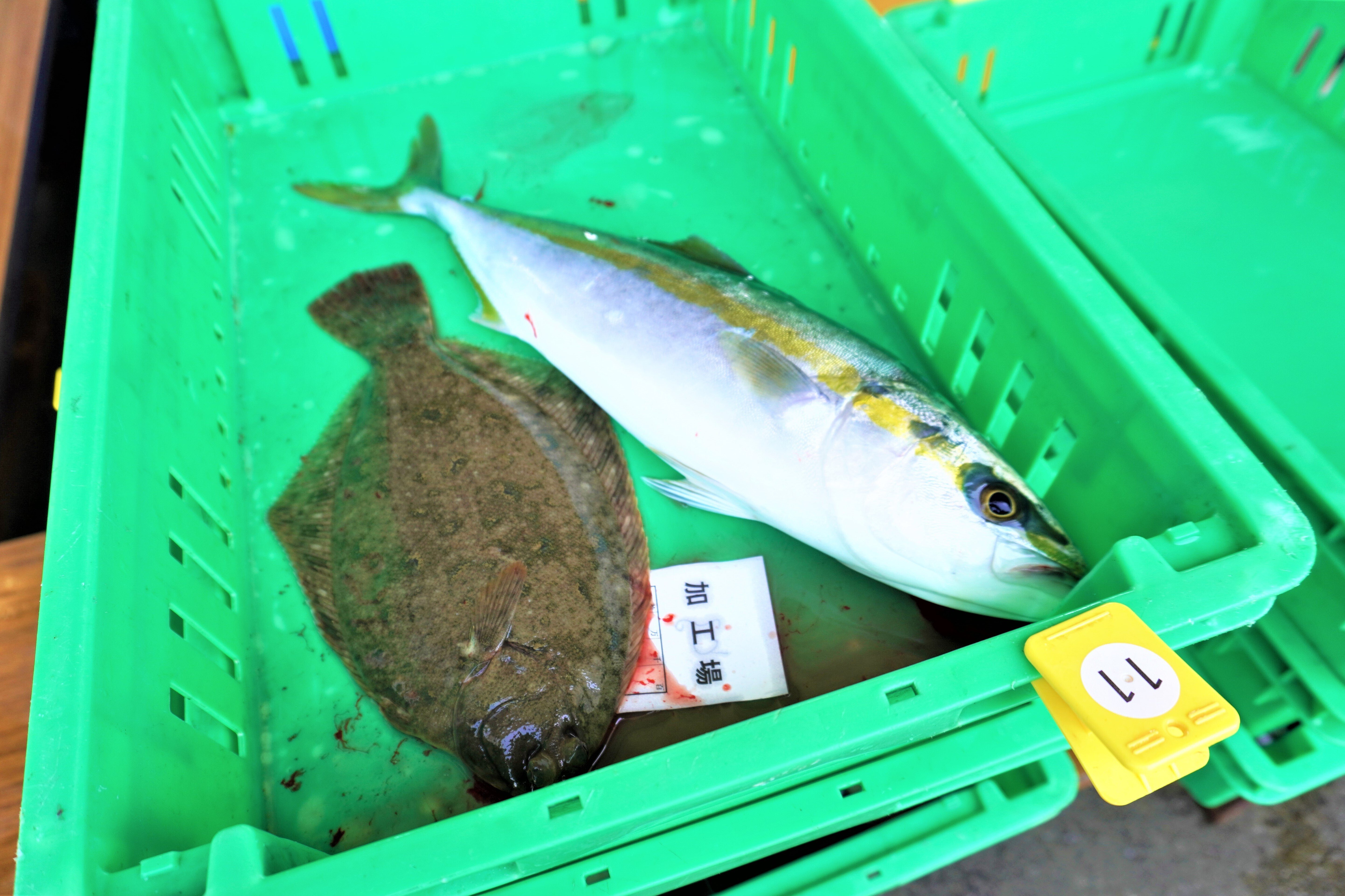 ツバスのマリネ サラダ仕立て 食の工房オフィスアルベロ イタリア料理教室 In 神戸 Note
