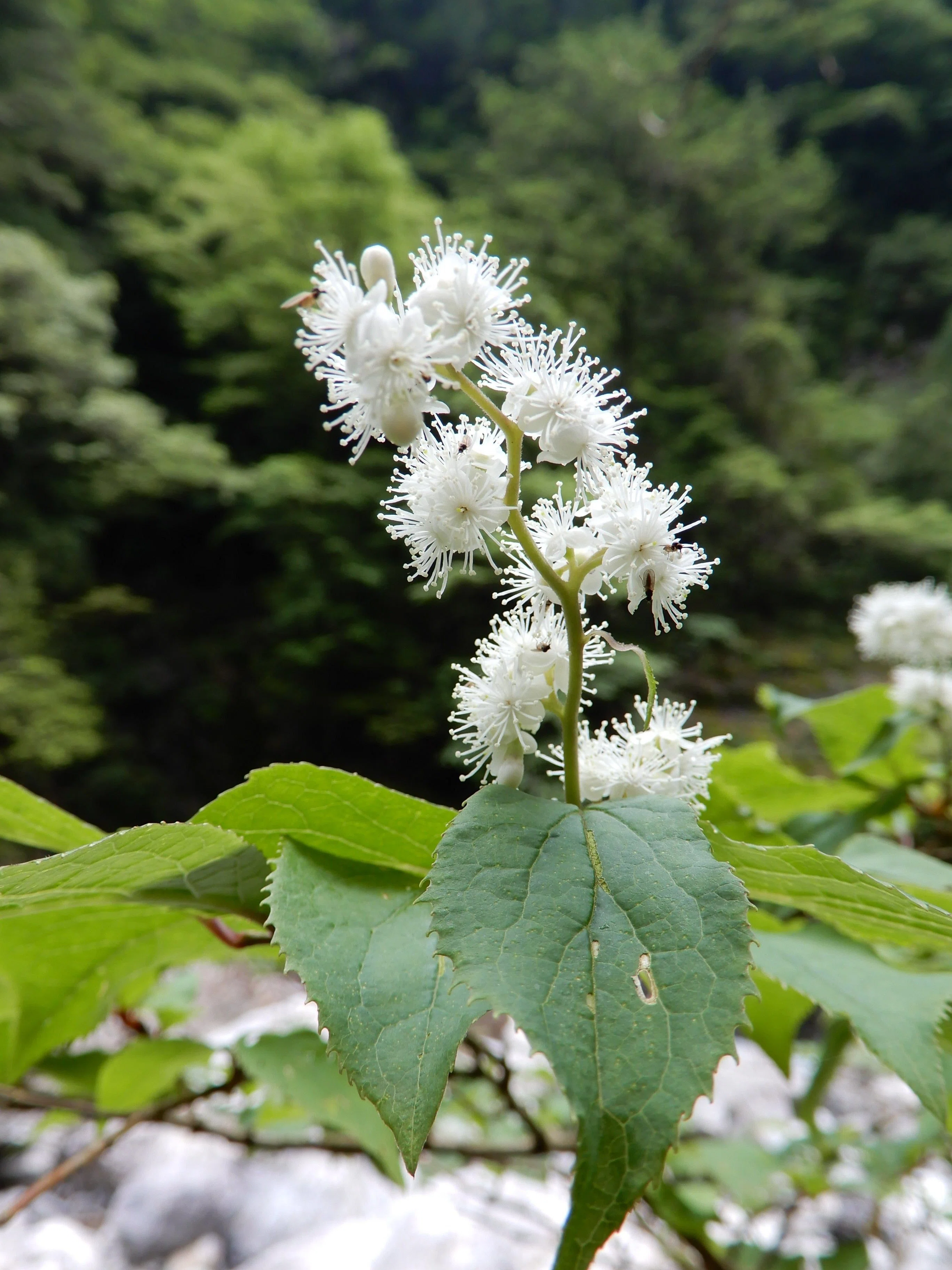 大杉谷のお花｜大杉谷登山センター