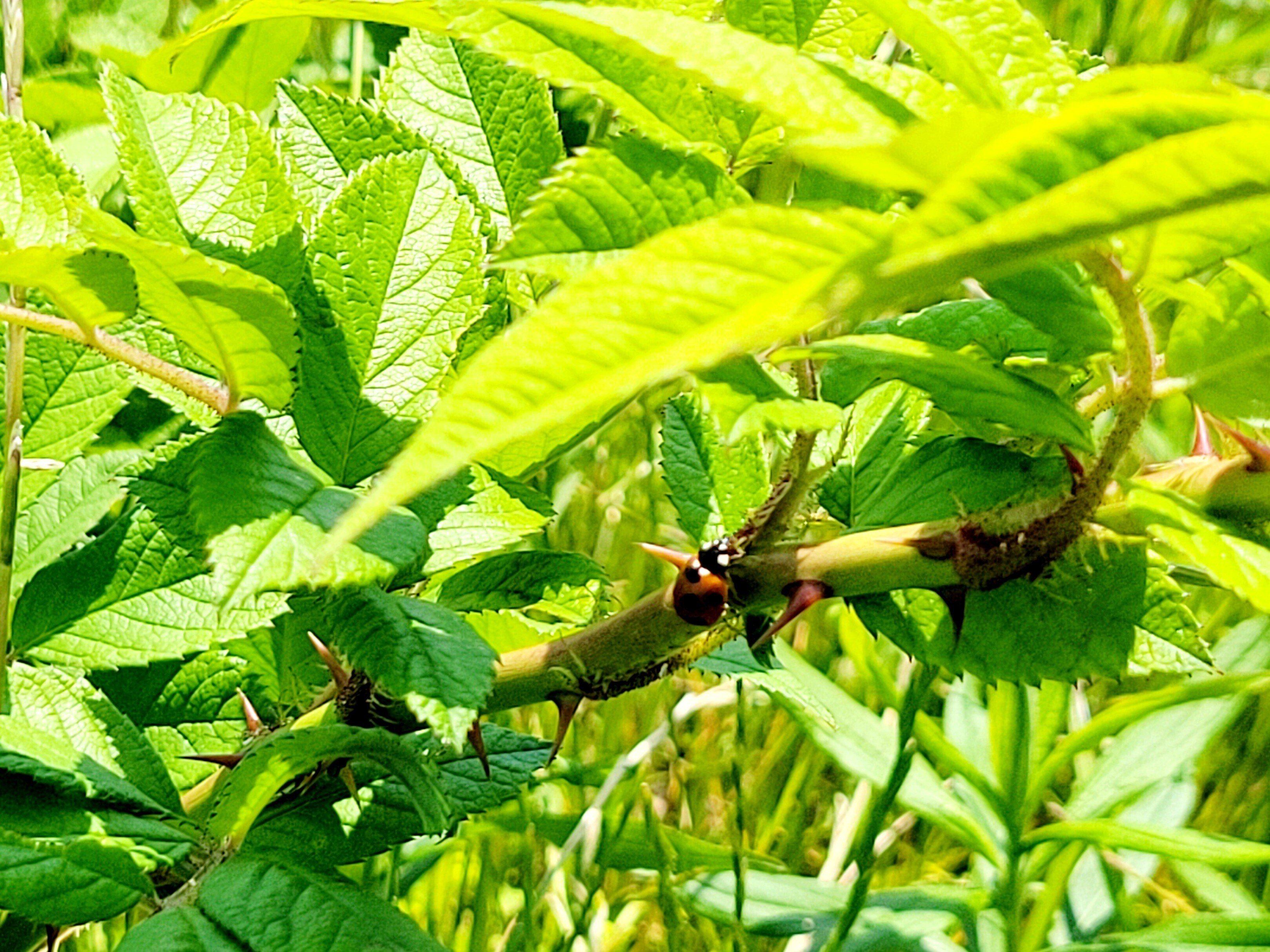 季語 立夏 夏来る 二十四節気 そらいろの心のぞけば立夏かな Yukihiro Note
