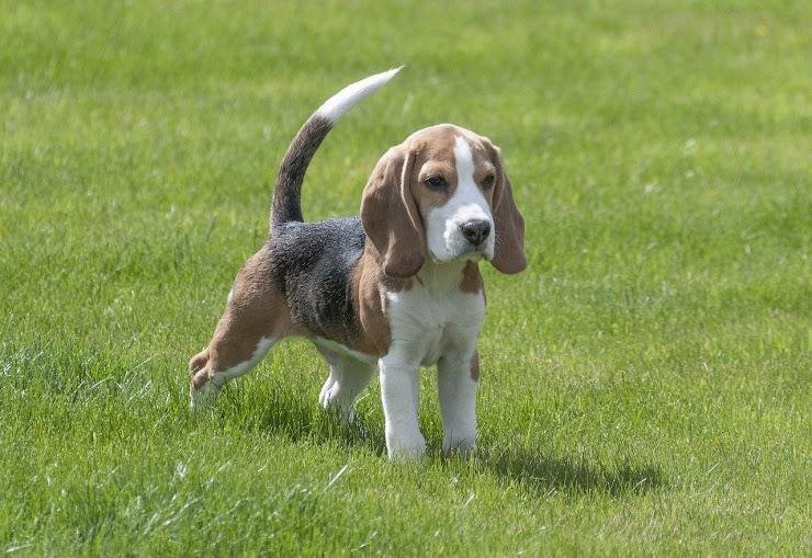 ビーグルさんです スヌーピーのモデルの犬です 奥田蛍子 Note