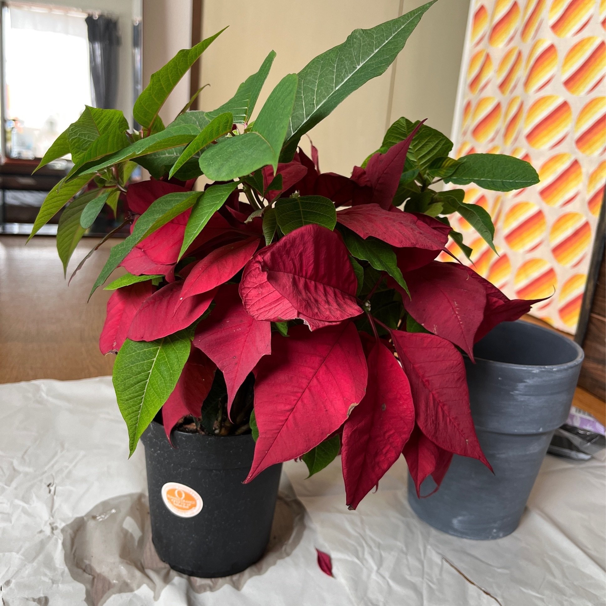 ポインセチアのシーズンオフとは 秋無 葵 Note ポインセチアのシーズンオフとは 秋無 葵 Note