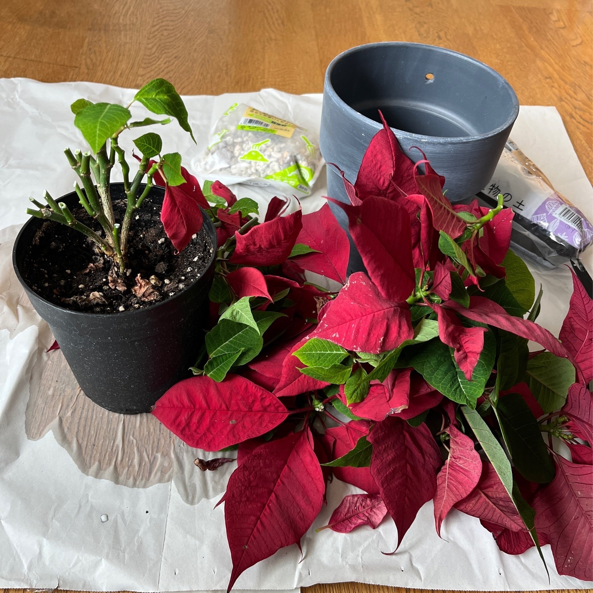 ポインセチアのシーズンオフとは 秋無 葵 Note ポインセチアのシーズンオフとは 秋無 葵 Note