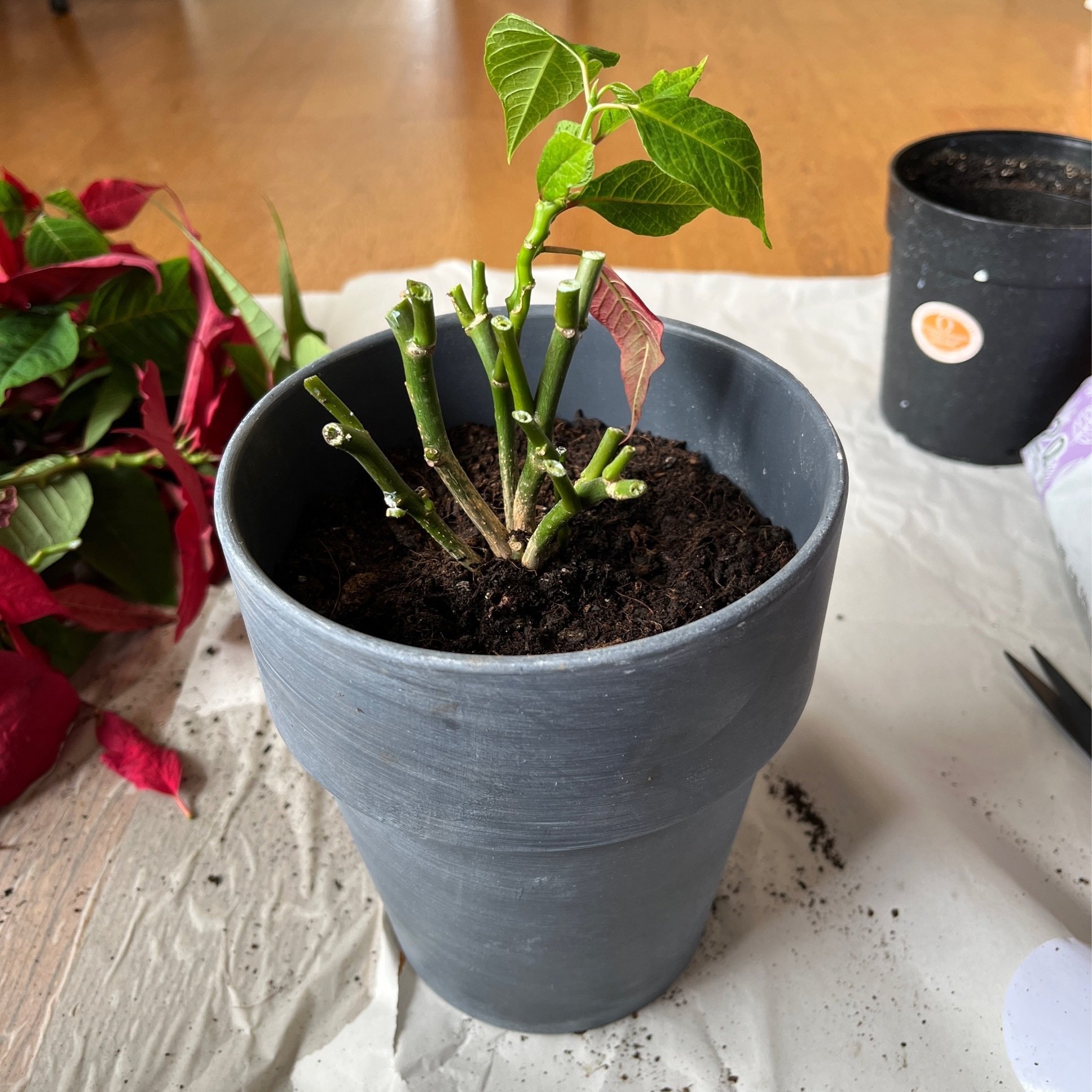 ポインセチアのシーズンオフとは 秋無 葵 Note ポインセチアのシーズンオフとは 秋無 葵 Note