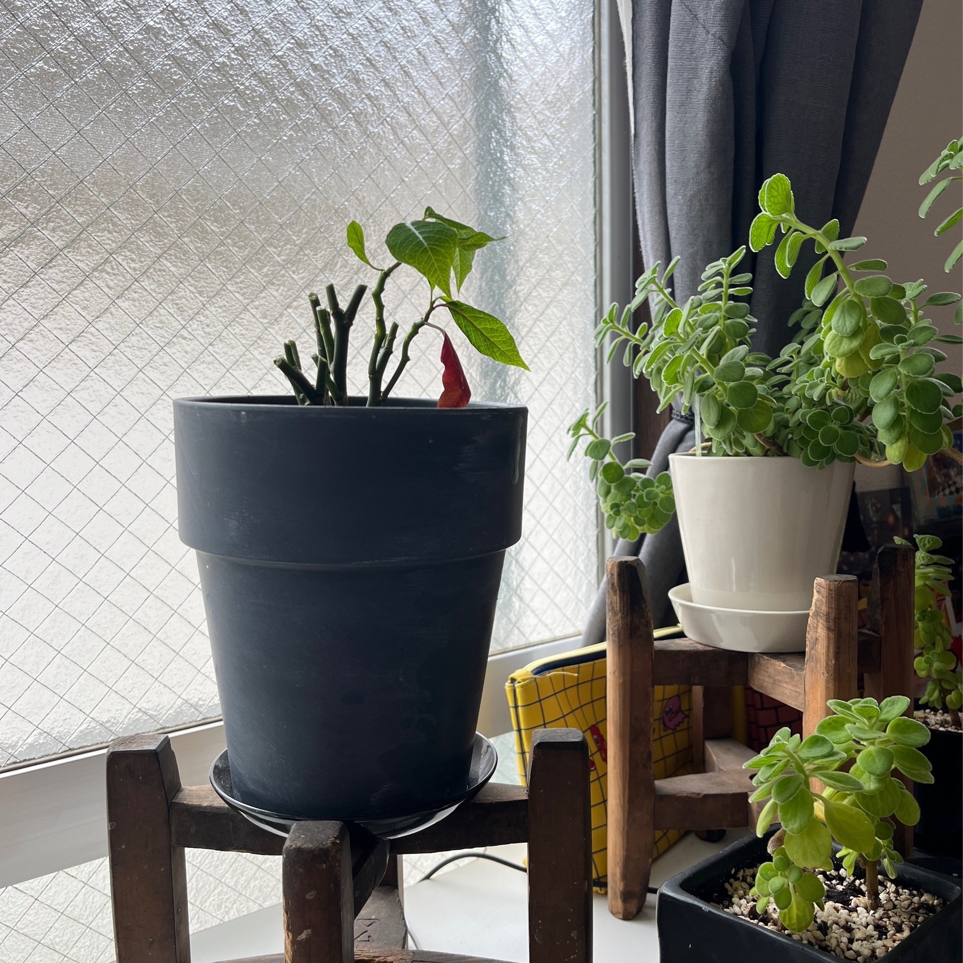 ポインセチアのシーズンオフとは 秋無 葵 Note ポインセチアのシーズンオフとは 秋無 葵 Note