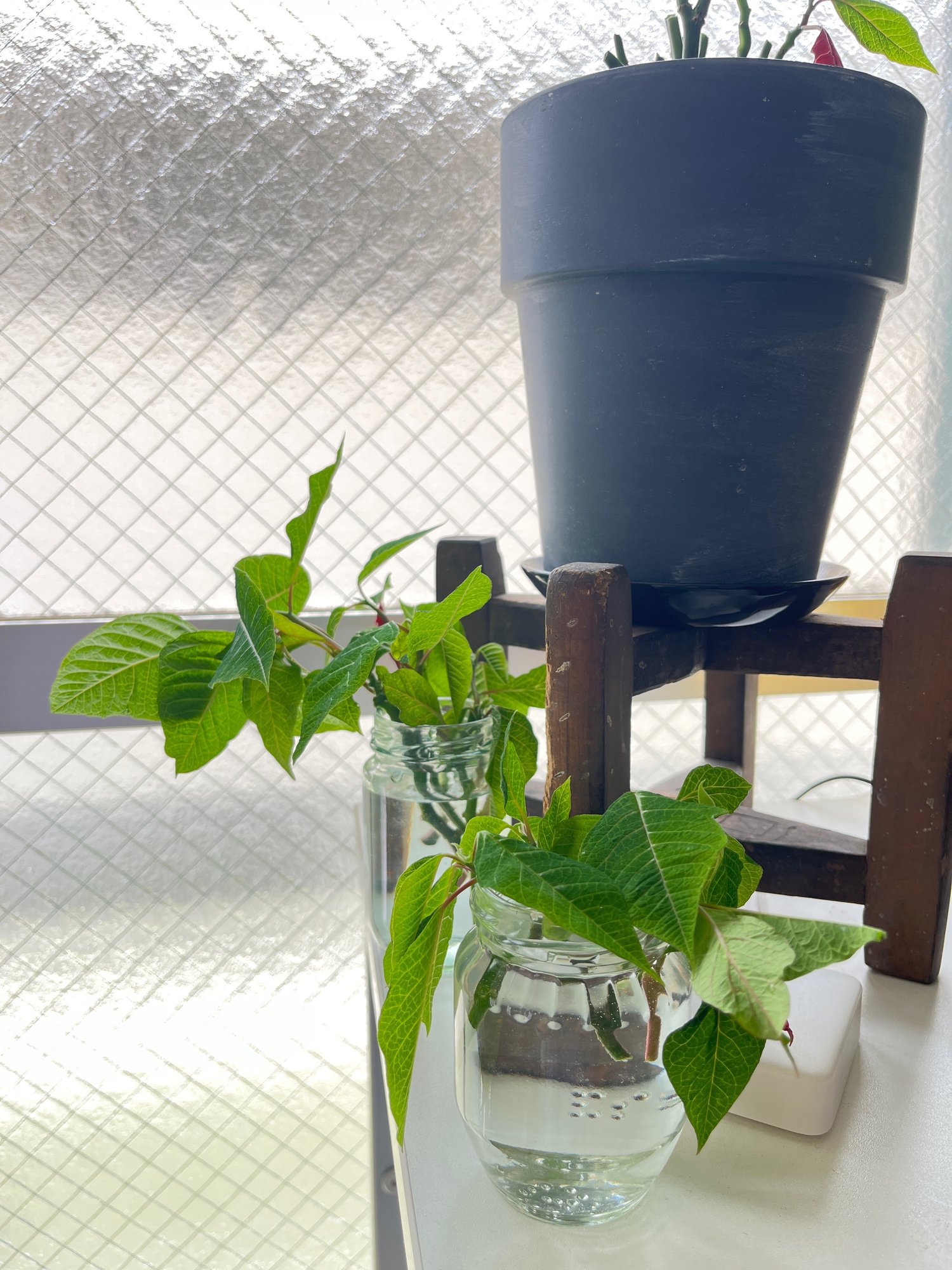 ポインセチアのシーズンオフとは 秋無 葵 Note ポインセチアのシーズンオフとは 秋無 葵 Note