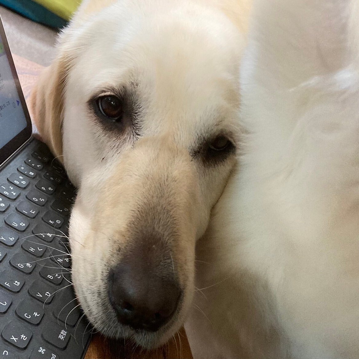 今を 幸せ に生きる犬はエライ Social Animal Bond Note